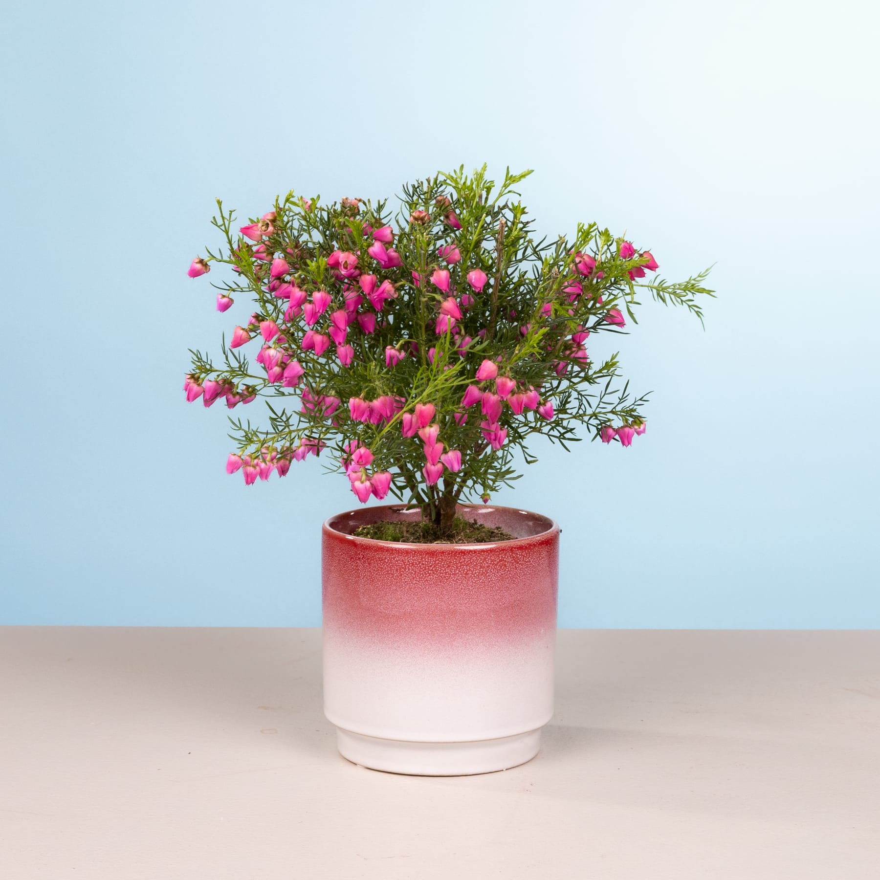 Eine farbenfrohe Topfpflanze mit rosa Blüten steht auf einer Holzoberfläche vor einem hellblauen Hintergrund.
