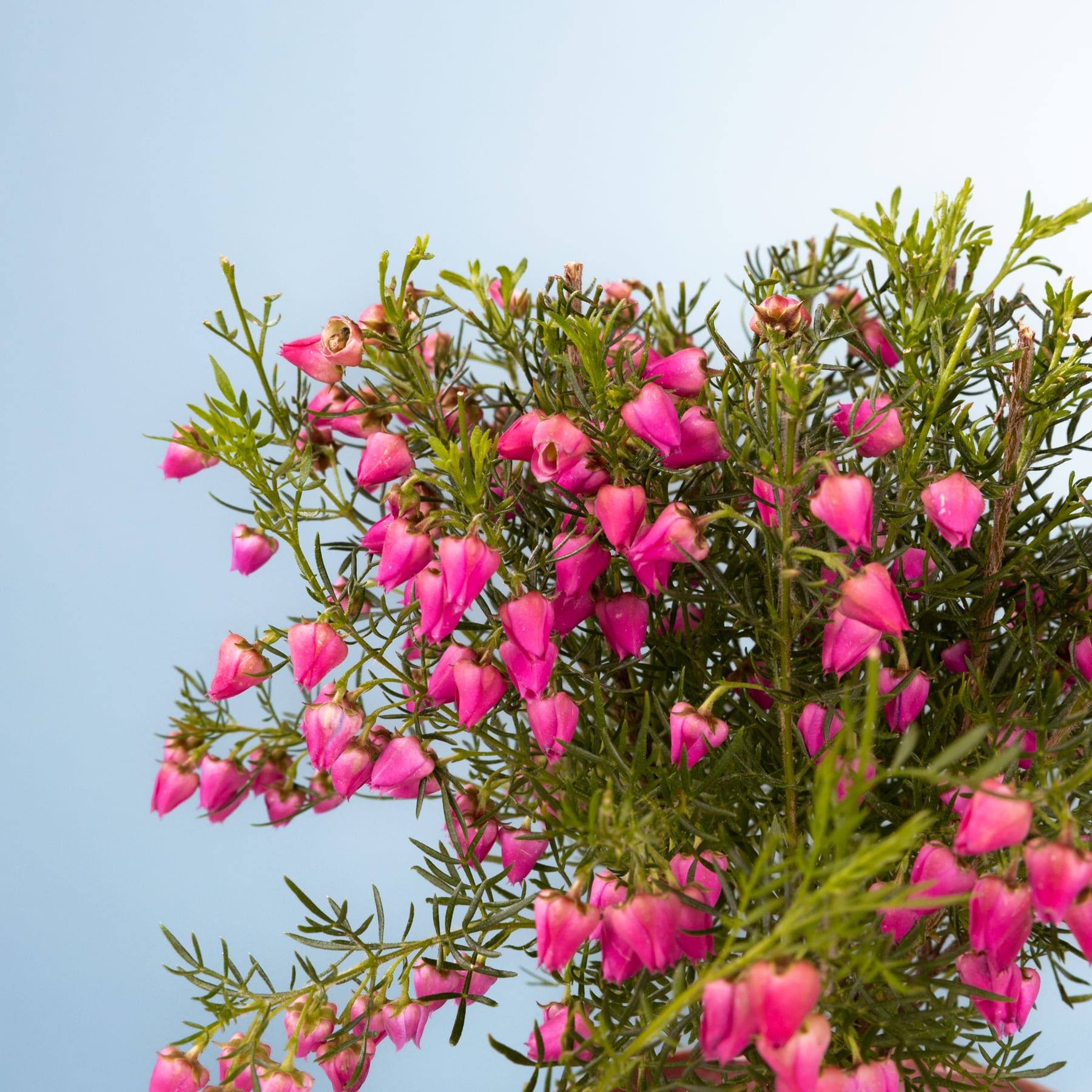 Eine üppige, leuchtende Ansammlung rosafarbener, glockenförmiger Blüten, umgeben von grünem Laub vor einem klaren, blauen Himmel.