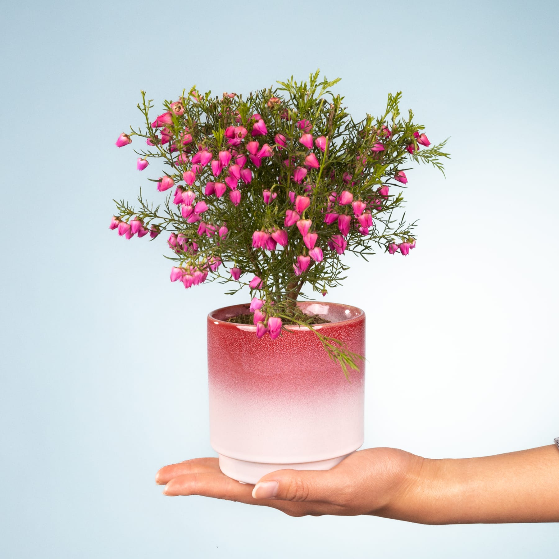 Eine Hand hält eine Topfpflanze mit leuchtend rosa Blüten vor einem schlichten blauen Hintergrund.