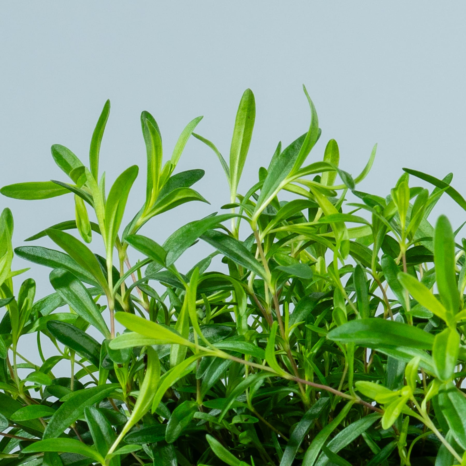 Üppiges grünes Laub mit leuchtenden Blättern füllt den Rahmen vor einem hellblauen Himmel im Hintergrund.