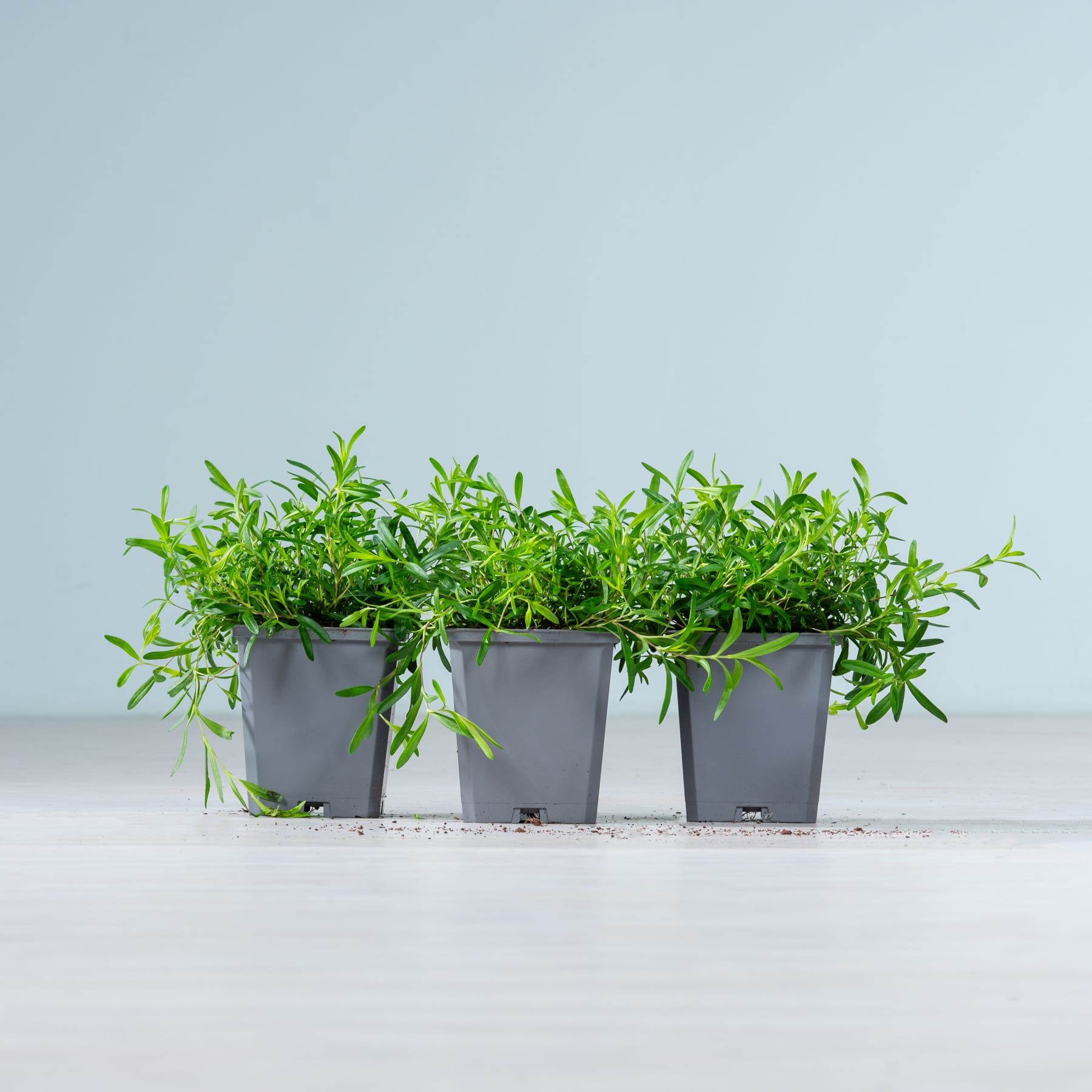 Drei kleine graue Töpfe mit üppigen, grünen Pflanzen stehen auf einer weißen Fläche vor einem hellblauen Hintergrund.