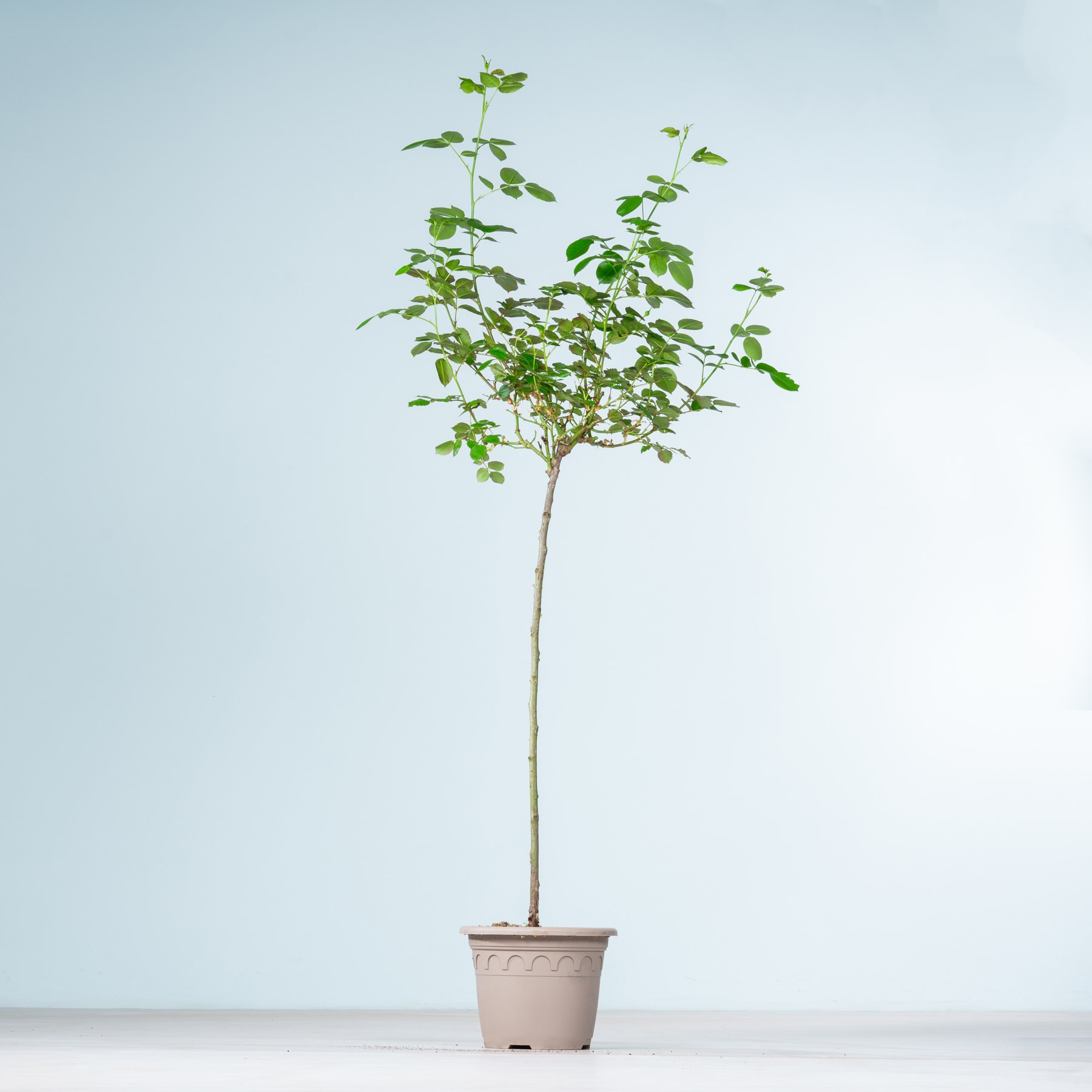 Vor einem schlichten hellblauen Hintergrund steht ein kleiner Topfbaum mit üppigen grünen Blättern.