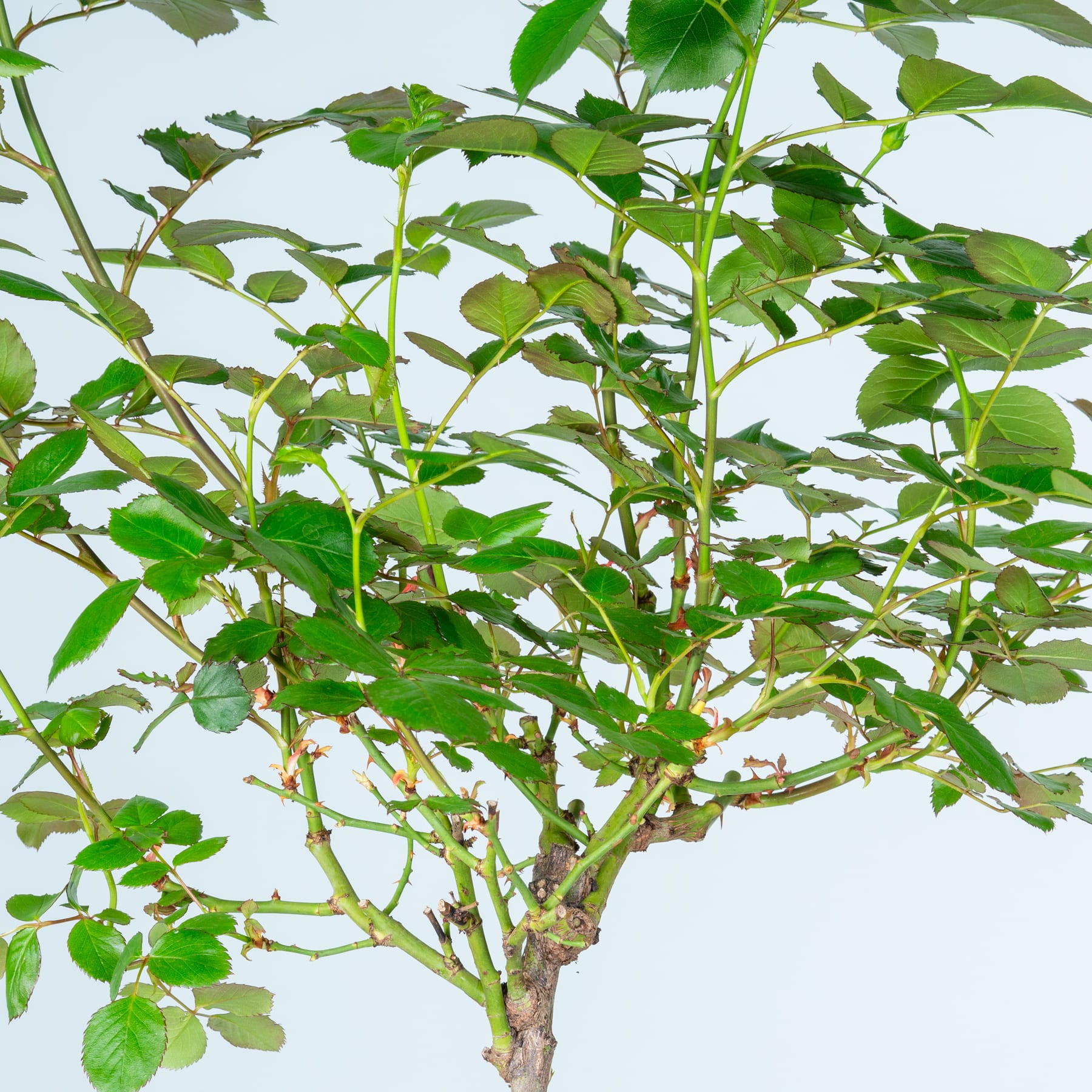 Das Bild zeigt eine üppige, grüne Pflanze mit zahlreichen Blättern und Zweigen vor einem hellen Hintergrund.