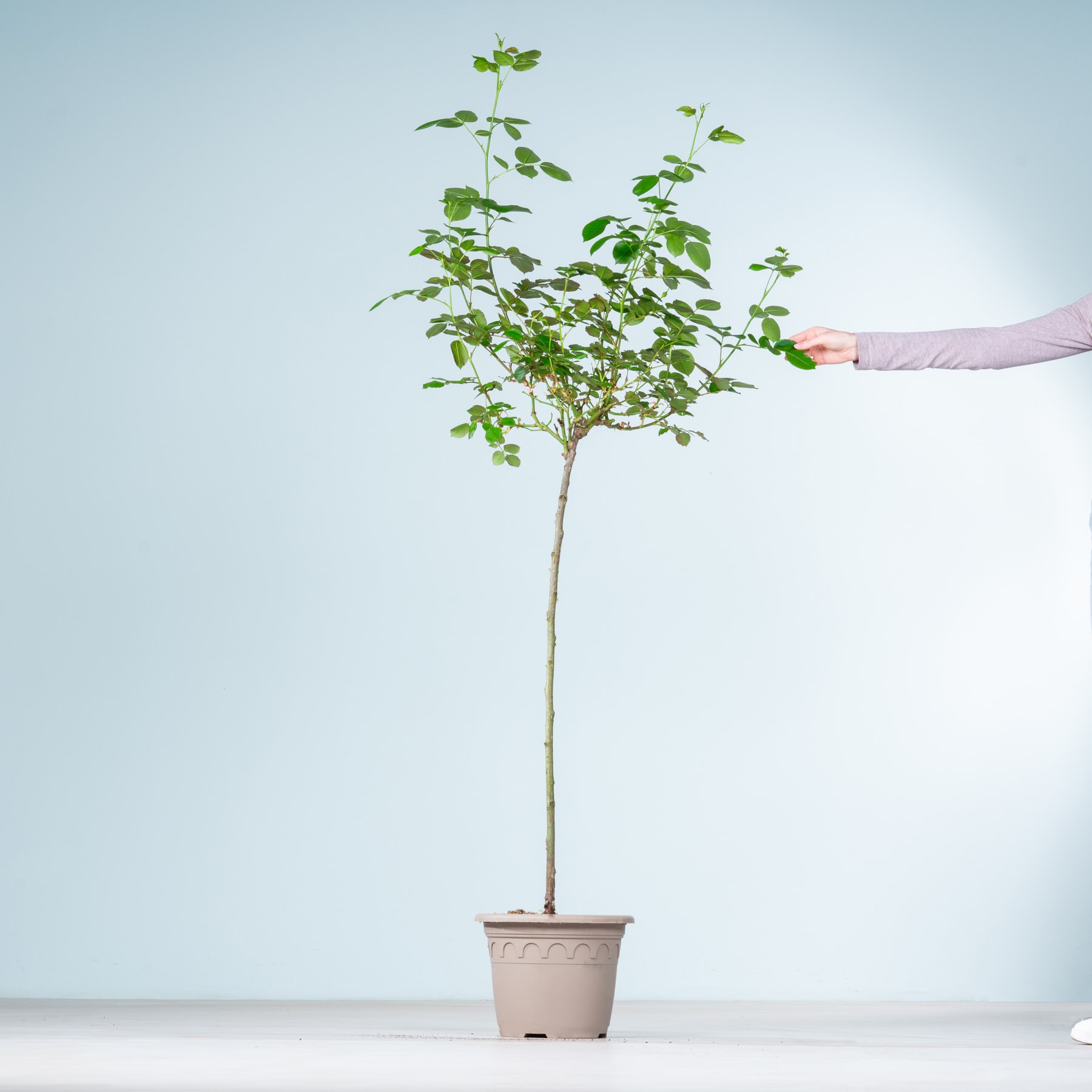 Ein kleiner Topfbaum mit üppigen grünen Blättern wird von einer Hand vor einem schlichten, hellen Hintergrund gehalten.