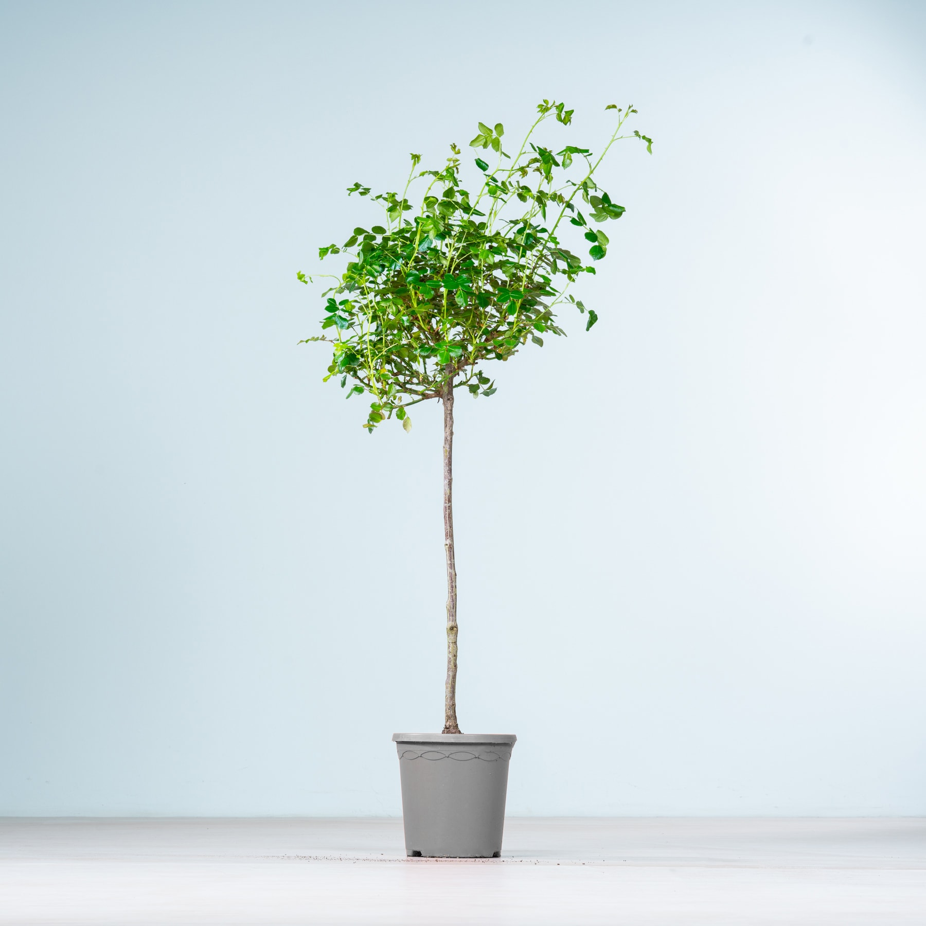 Vor einem schlichten weißen Hintergrund steht ein Topfbaum mit üppigen grünen Blättern.