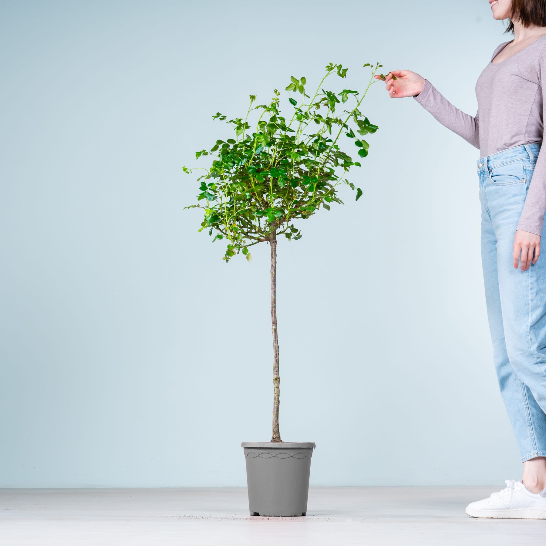Im Vordergrund steht ein Topfbaum mit üppigem grünem Laub, während im Hintergrund eine Person in Freizeitkleidung zu sehen ist.