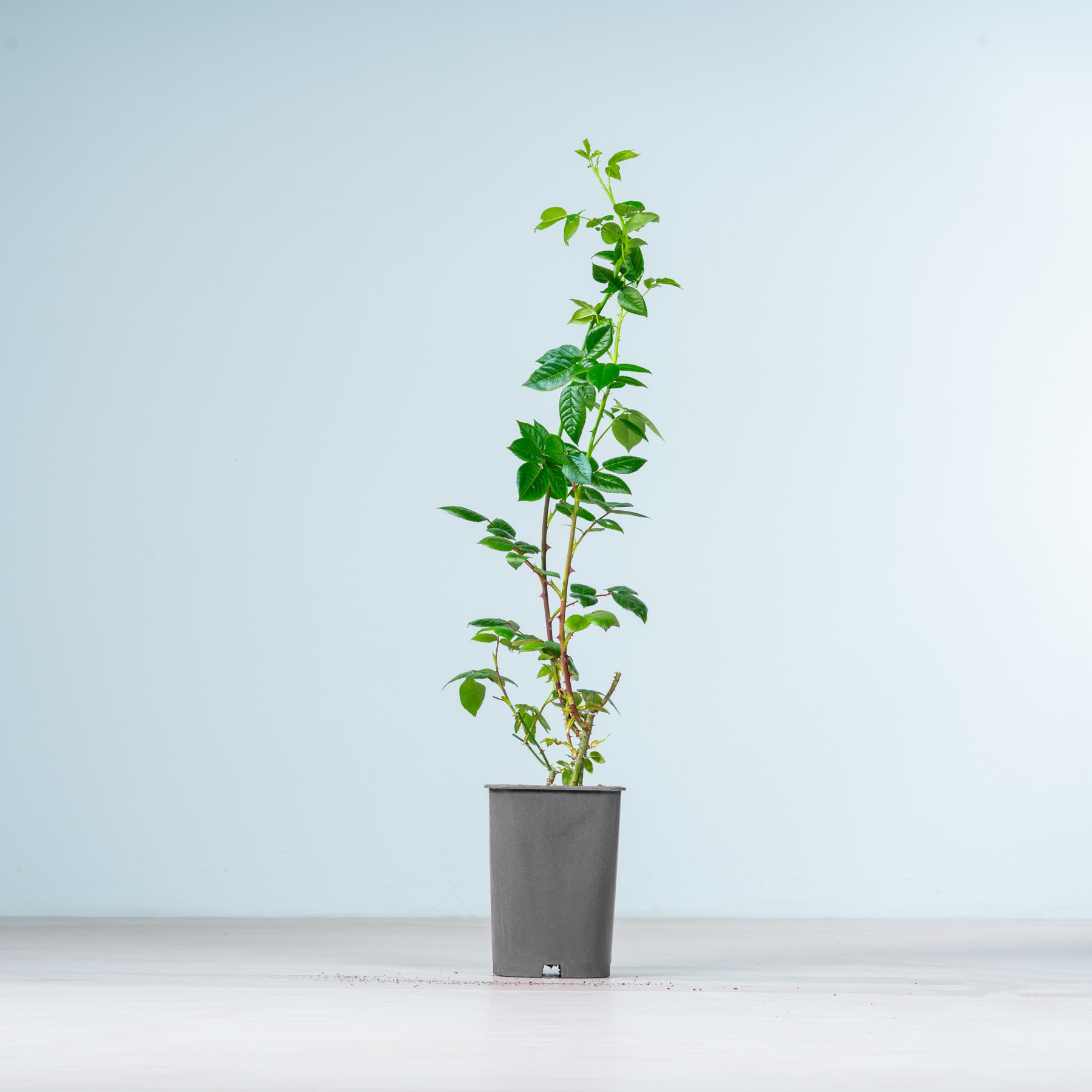 Eine Topfpflanze mit üppigen grünen Blättern steht auf einer weißen Fläche vor einem hellblauen Hintergrund.