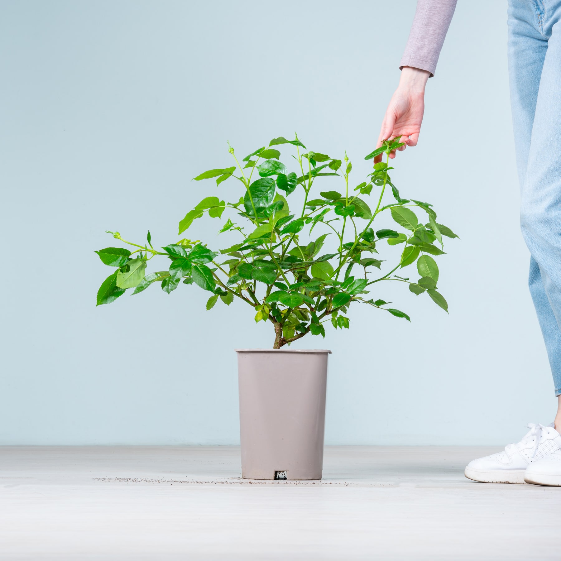 Die Hand einer Person hält sanft eine Topfpflanze mit üppigen grünen Blättern vor einem schlichten hellblauen Hintergrund.