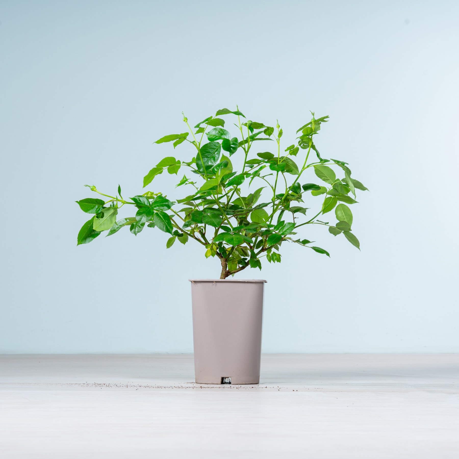 Eine Topfpflanze mit üppigen grünen Blättern steht auf einer schlichten weißen Fläche vor einem hellblauen Hintergrund.