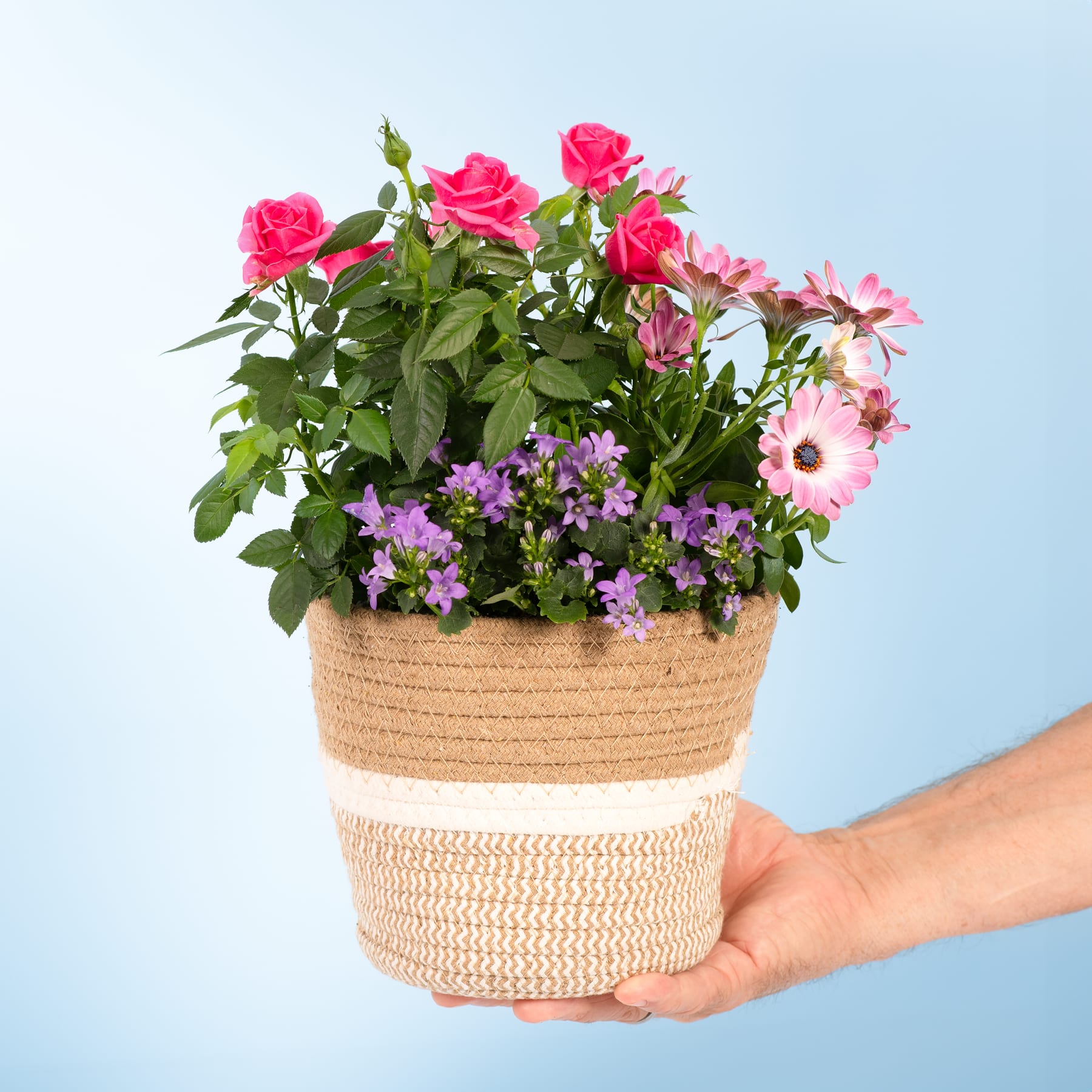 Blühpflanze im Topf Blütenwunder Blühpflanze im Topf Blütenwunder