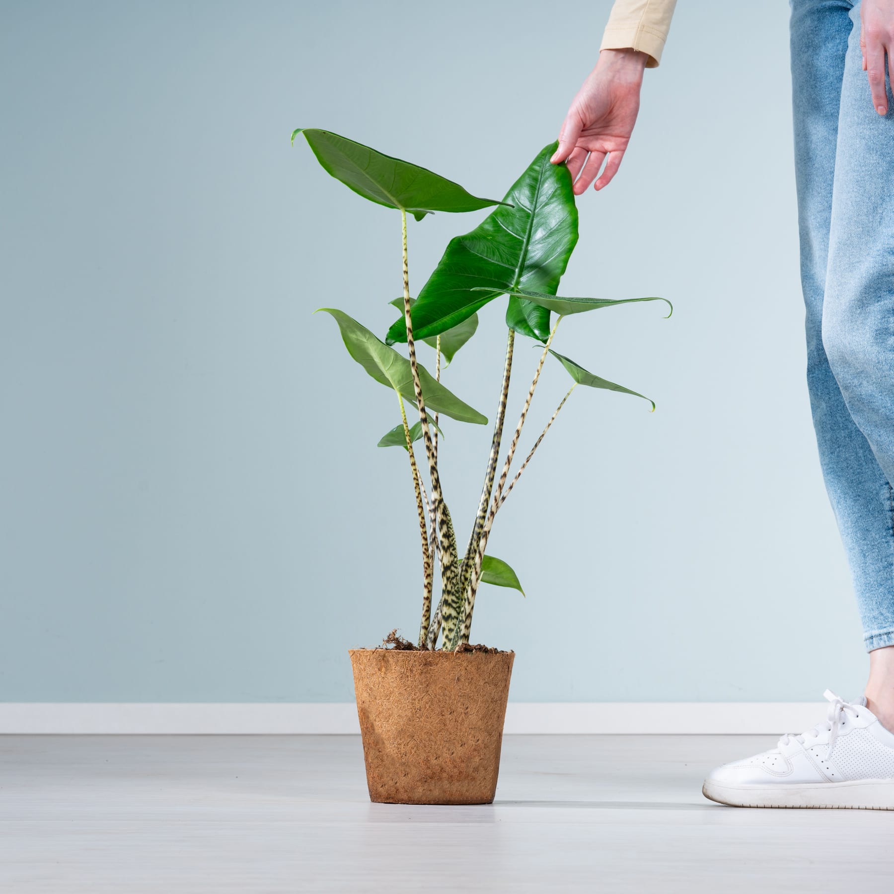 Auf einer weißen Fläche steht eine Topfpflanze mit großen grünen Blättern, im Hintergrund sind die Beine und Füße einer Person zu sehen.