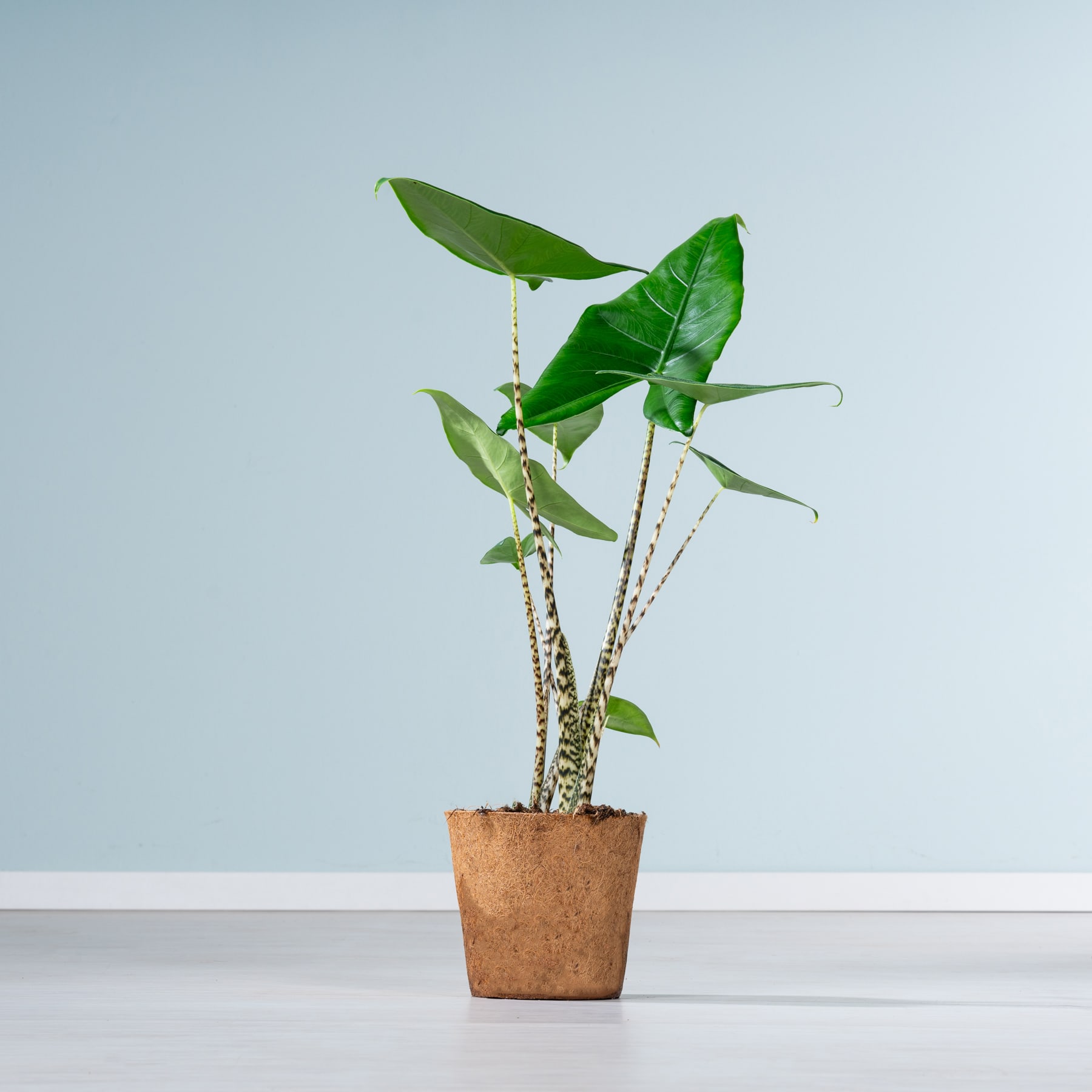 Auf einem weißen Untergrund vor hellblauem Hintergrund steht eine Topfpflanze mit großen, grünen Blättern.