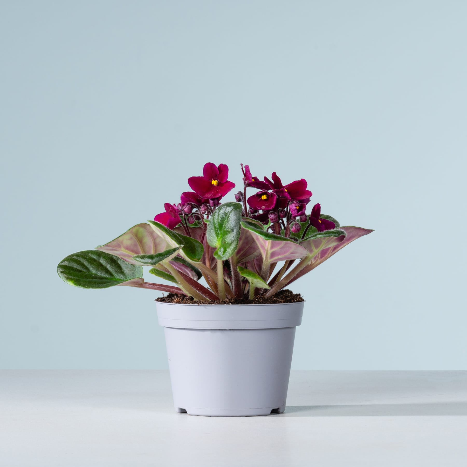 Eine Topfpflanze mit leuchtend roten Blüten steht auf einer schlichten weißen Fläche vor einem hellblauen Hintergrund.