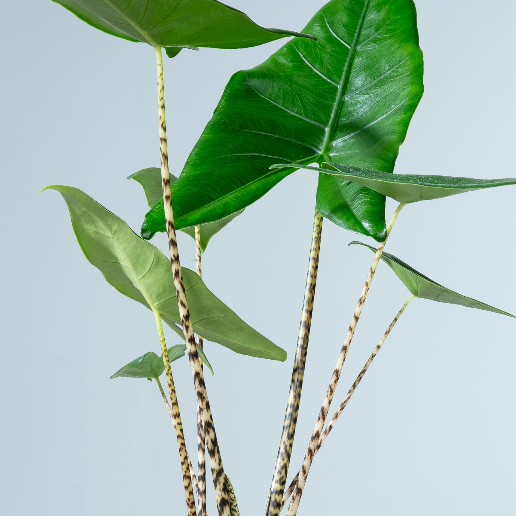 Üppige, grüne Blätter mit markanten Mustern auf den Stielen heben sich von einem hellblauen Hintergrund ab und schaffen eine ruhige und natürliche Komposition.