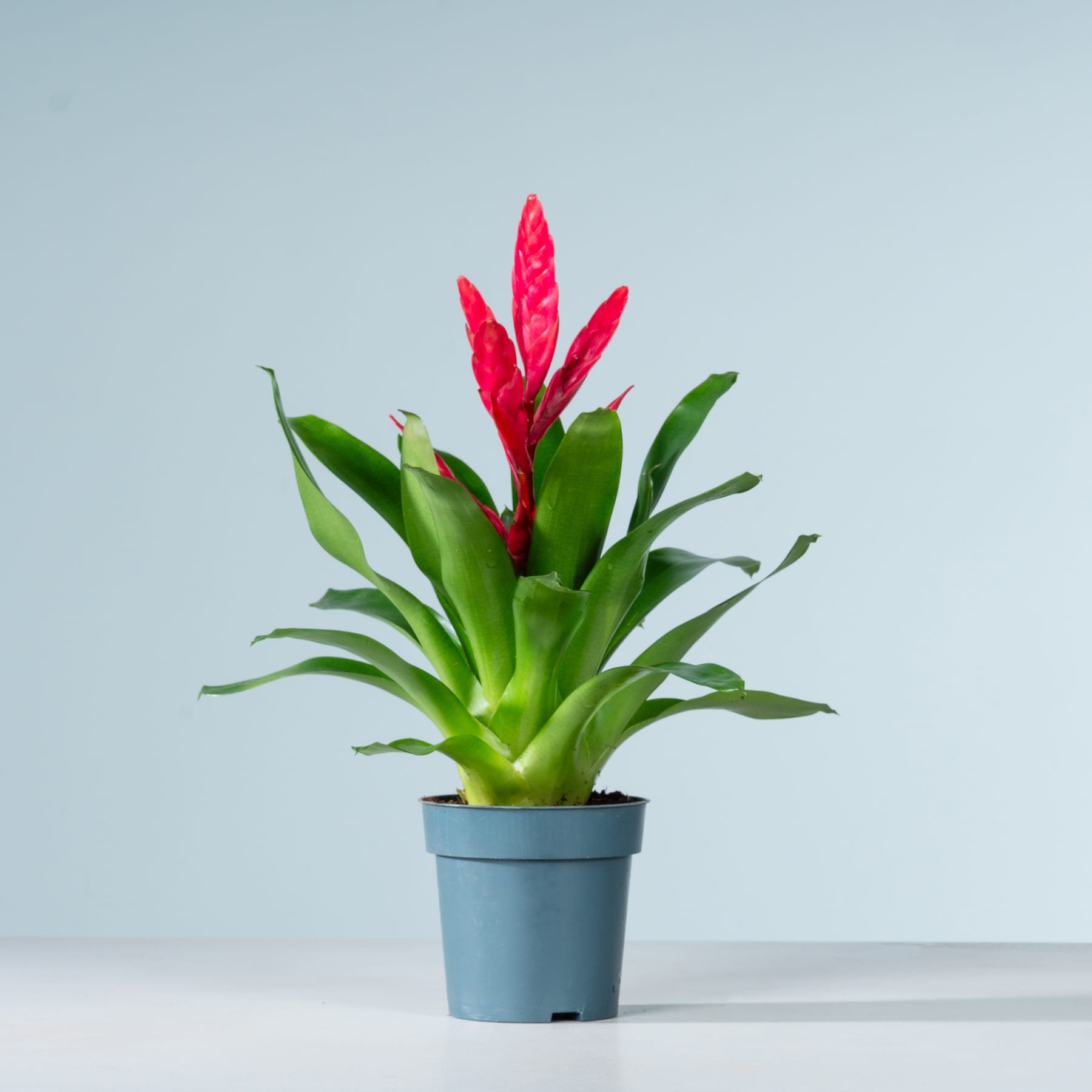 Eine leuchtend rote Bromelie mit üppigen grünen Blättern steht in einem blauen Topf vor einem schlichten hellblauen Hintergrund.