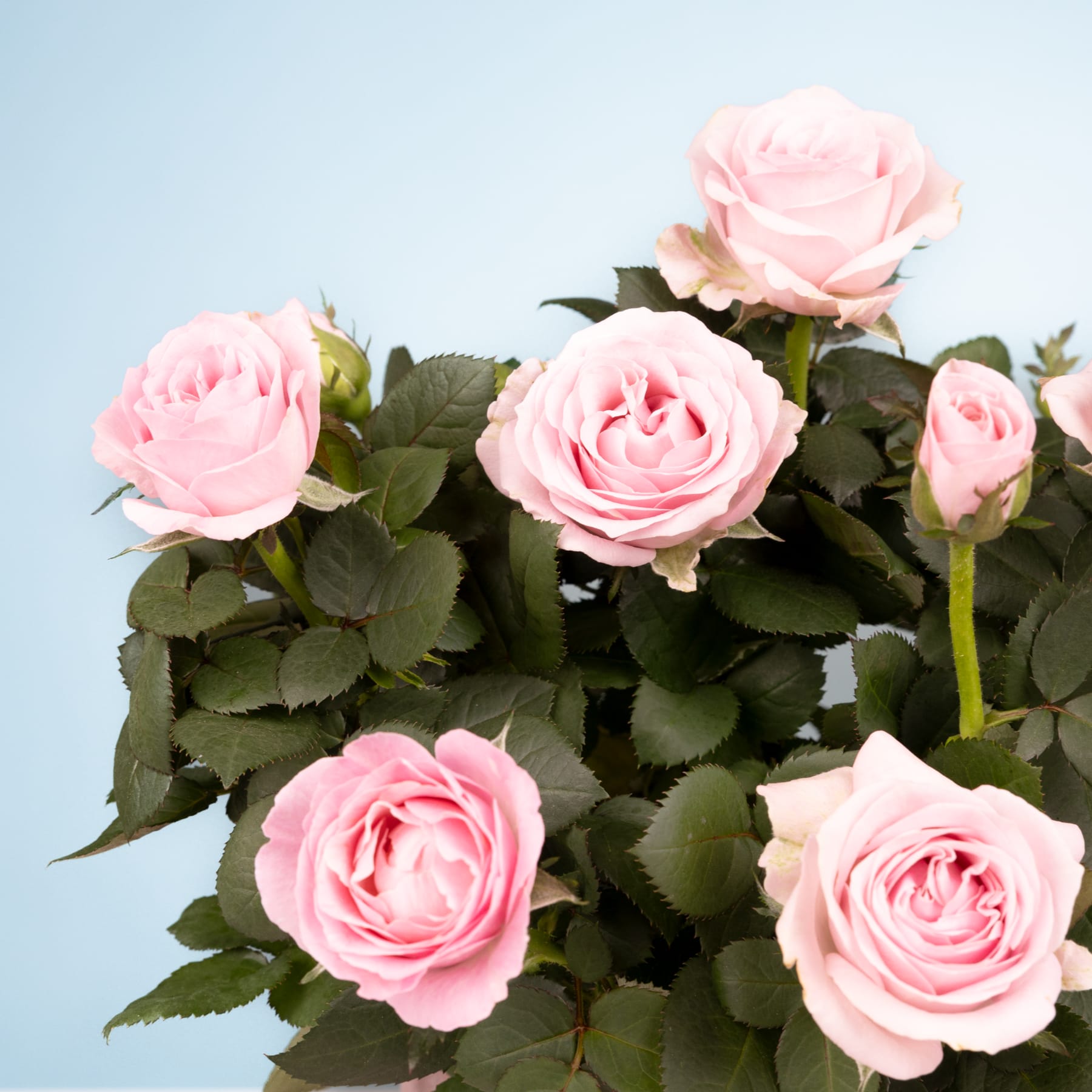 Das Bild zeigt einen Strauß zarter, rosa Rosen vor einem sanften blauen Hintergrund, wodurch ein ruhiges und schönes Blumenarrangement entsteht.