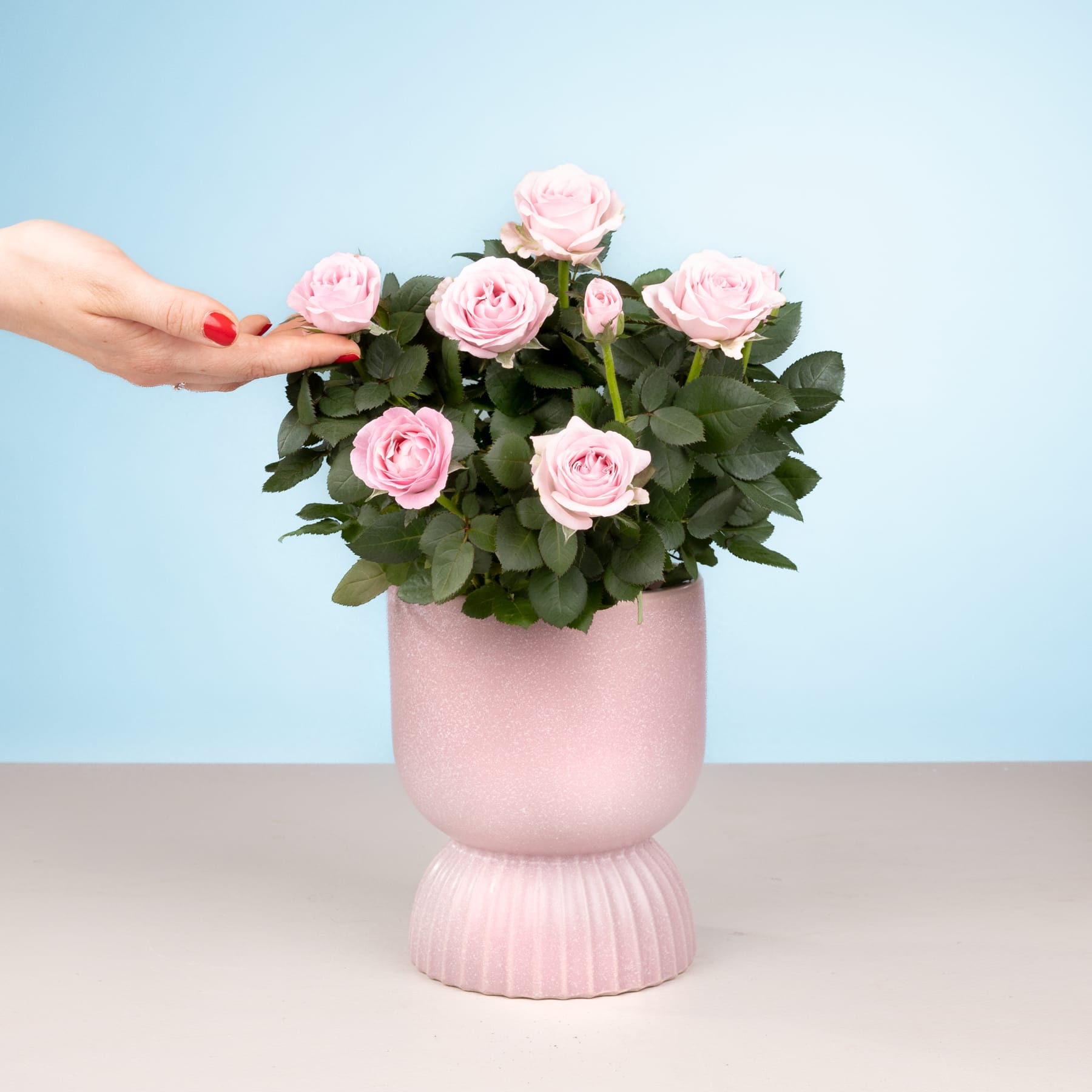 Ein Strauß zartrosa Rosen steht in einer pastellrosa Vase auf einer hellen Fläche mit schlichtem blauen Hintergrund.