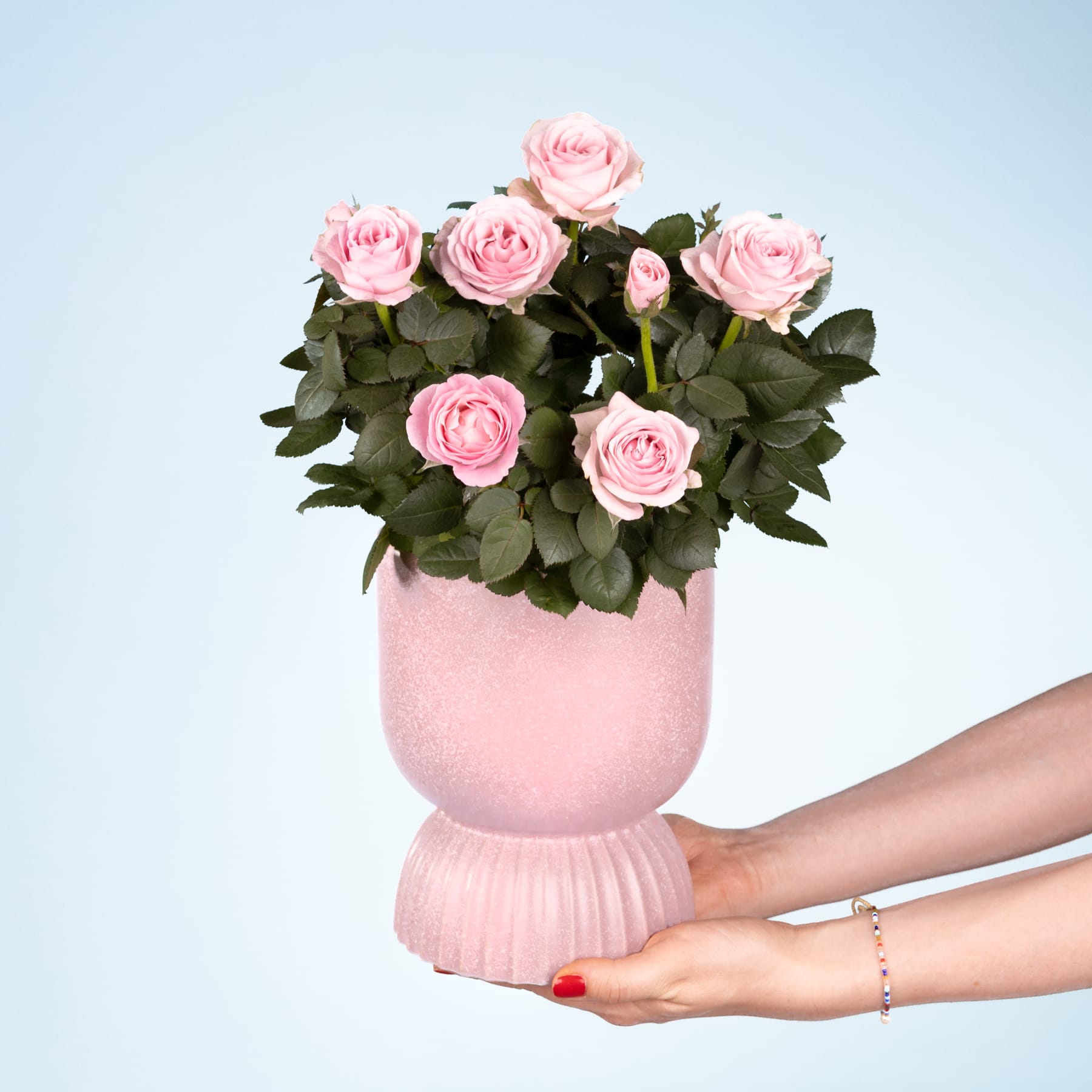 Ein Strauß zartrosa Rosen in einer pastellrosa Vase, gehalten von den Händen einer Person mit rotem Nagellack vor einem schlichten blauen Hintergrund.