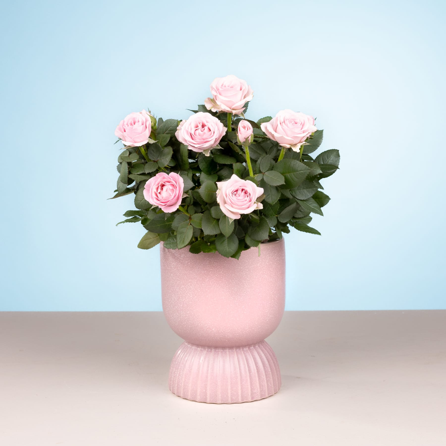 Ein Strauß zartrosa Rosen steht in einer pastellrosa Vase vor einem sanften blauen Hintergrund.