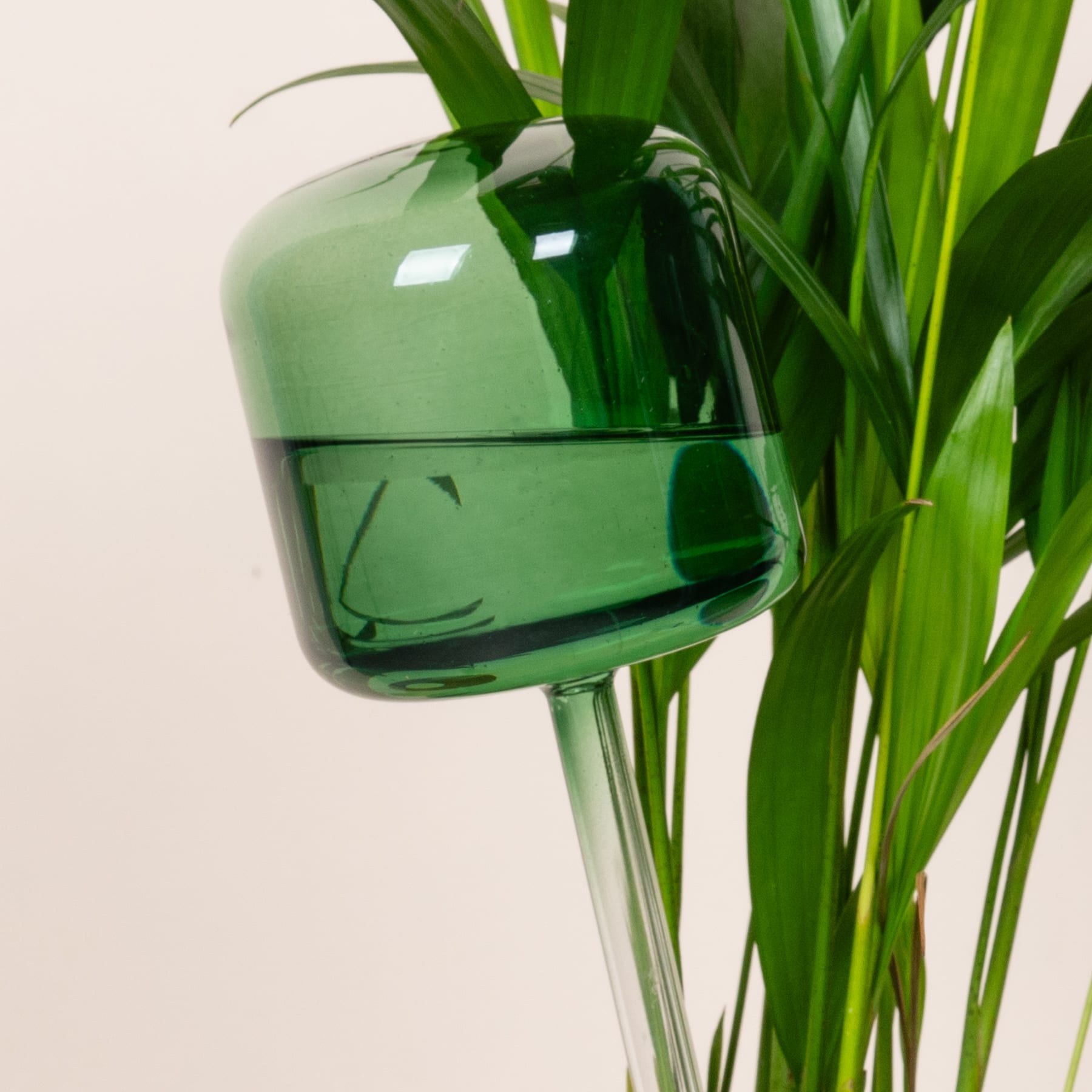 Eine grüne Glasflasche mit geschwungener Form wird zwischen grüne Pflanzenblätter gestellt, wodurch ein optisch auffälliger Kontrast zwischen dem transparenten Glas und dem üppigen Blattwerk entsteht.
