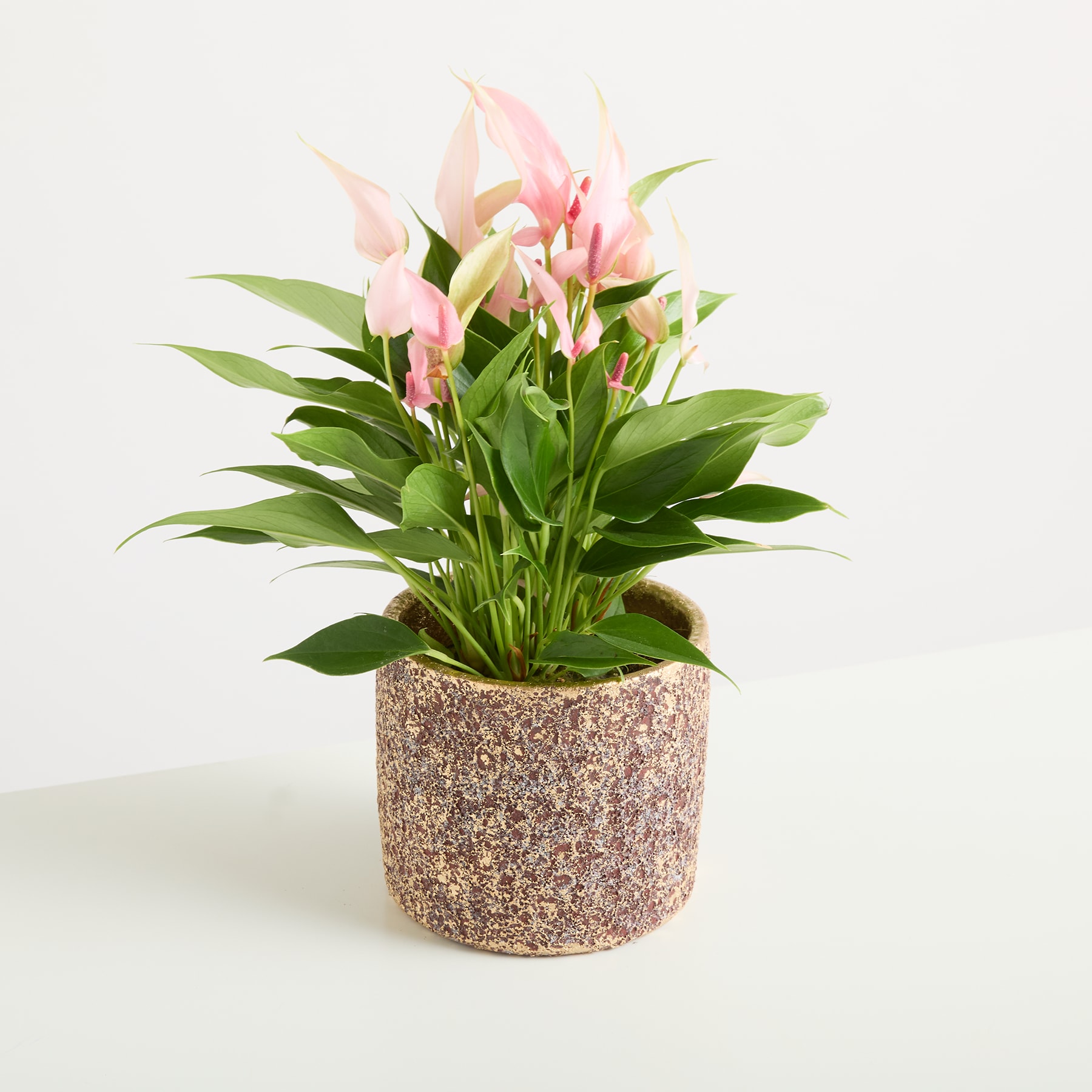 Eine Topfpflanze mit leuchtend rosa und weißen Blüten, umgeben von üppigen grünen Blättern, vor einem schlichten weißen Hintergrund.