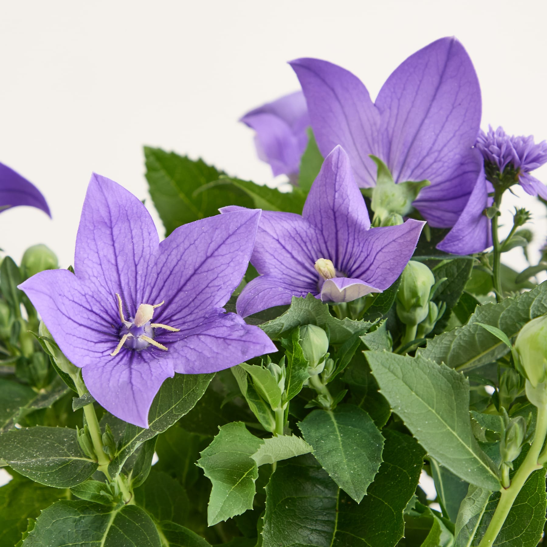 Ein geflochtener Korb voller leuchtend violetter Blumen, darunter Clematis und Astern, steht auf einer Holzoberfläche vor einem schlichten hellblauen Hintergrund.