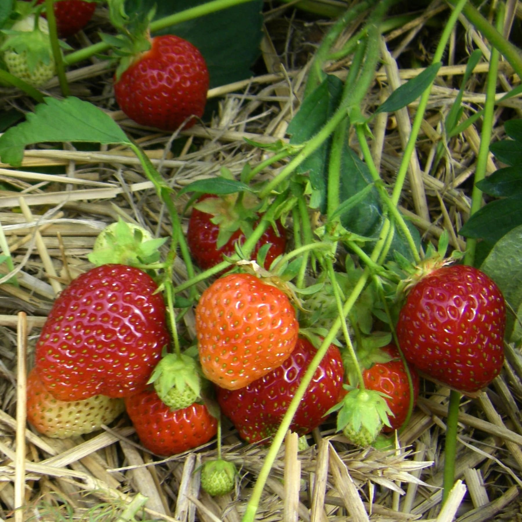 Reife, rote Erdbeeren, eingebettet zwischen grünen Blättern und Stroh in einer Gartenumgebung.
