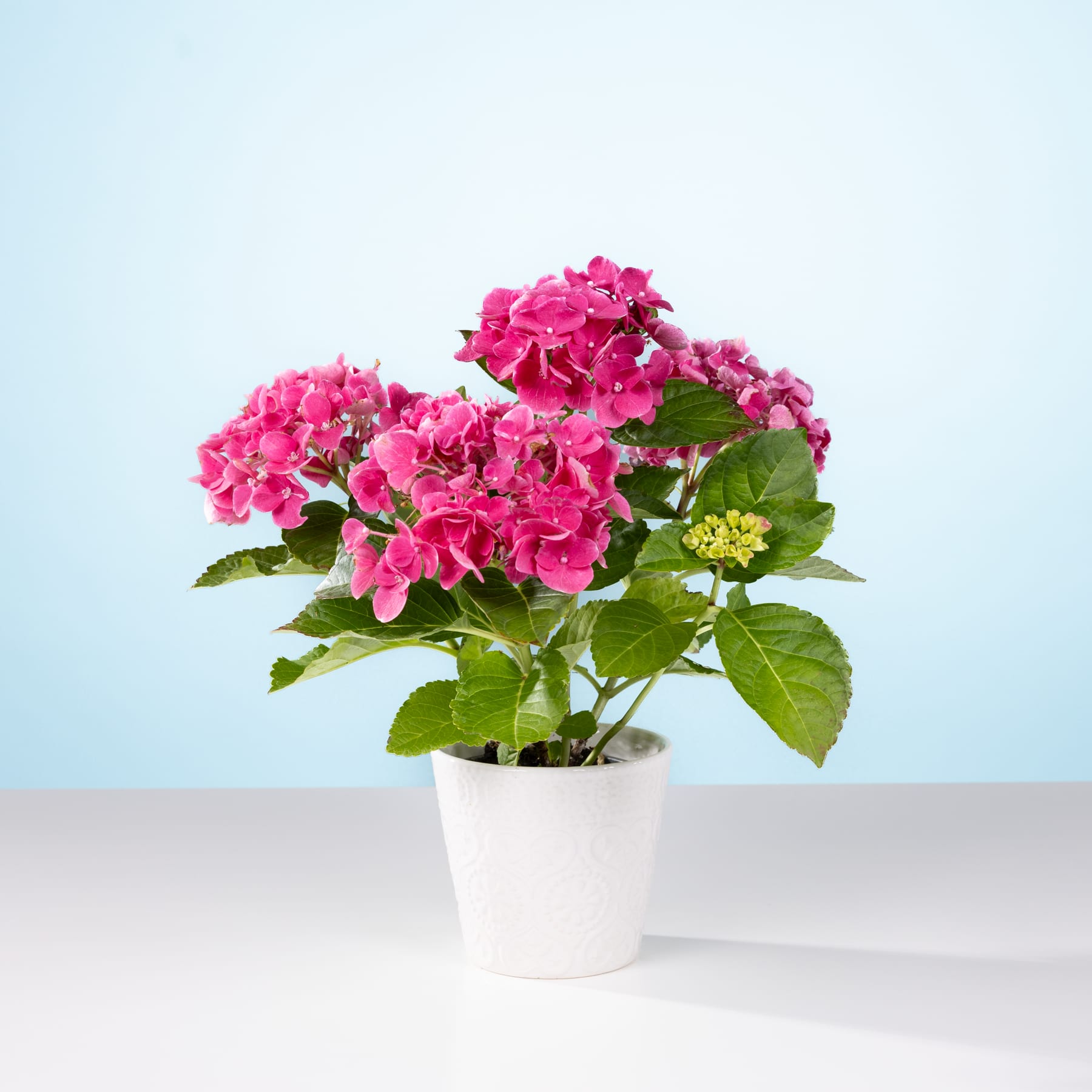 Ein farbenfroher Strauß rosa Hortensienblüten steht in einem weißen Keramiktopf vor einem hellblauen Hintergrund.