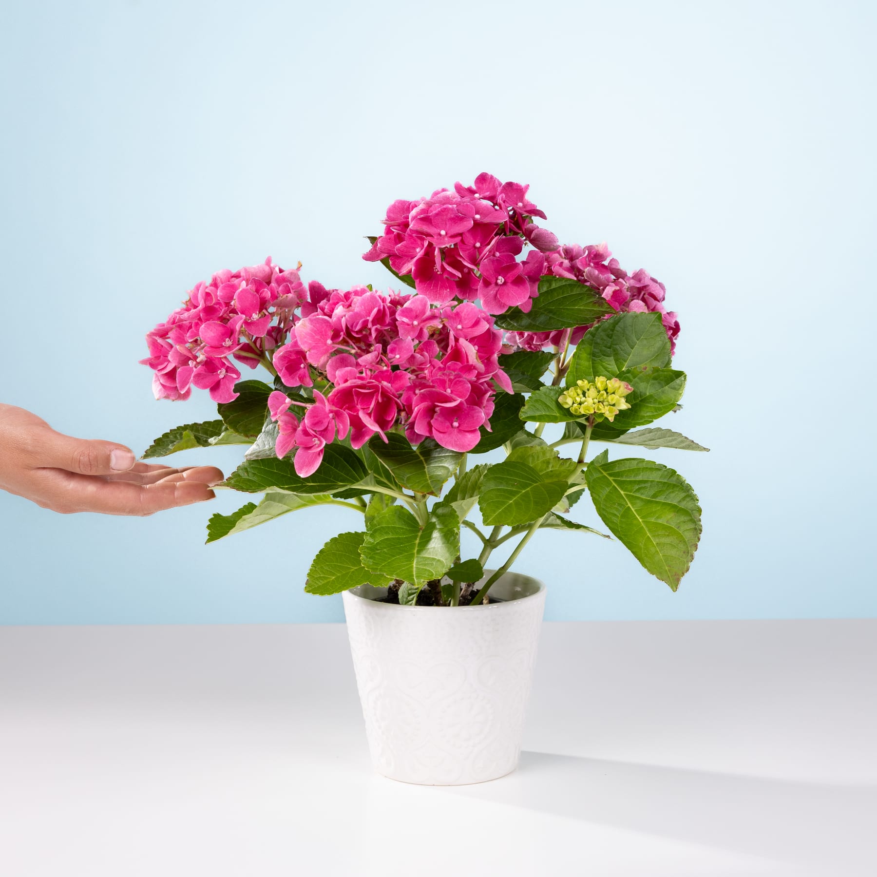 Ein farbenfroher Strauß rosa Hortensienblüten in einem weißen Topf steht auf einem Tisch vor einem hellblauen Hintergrund.