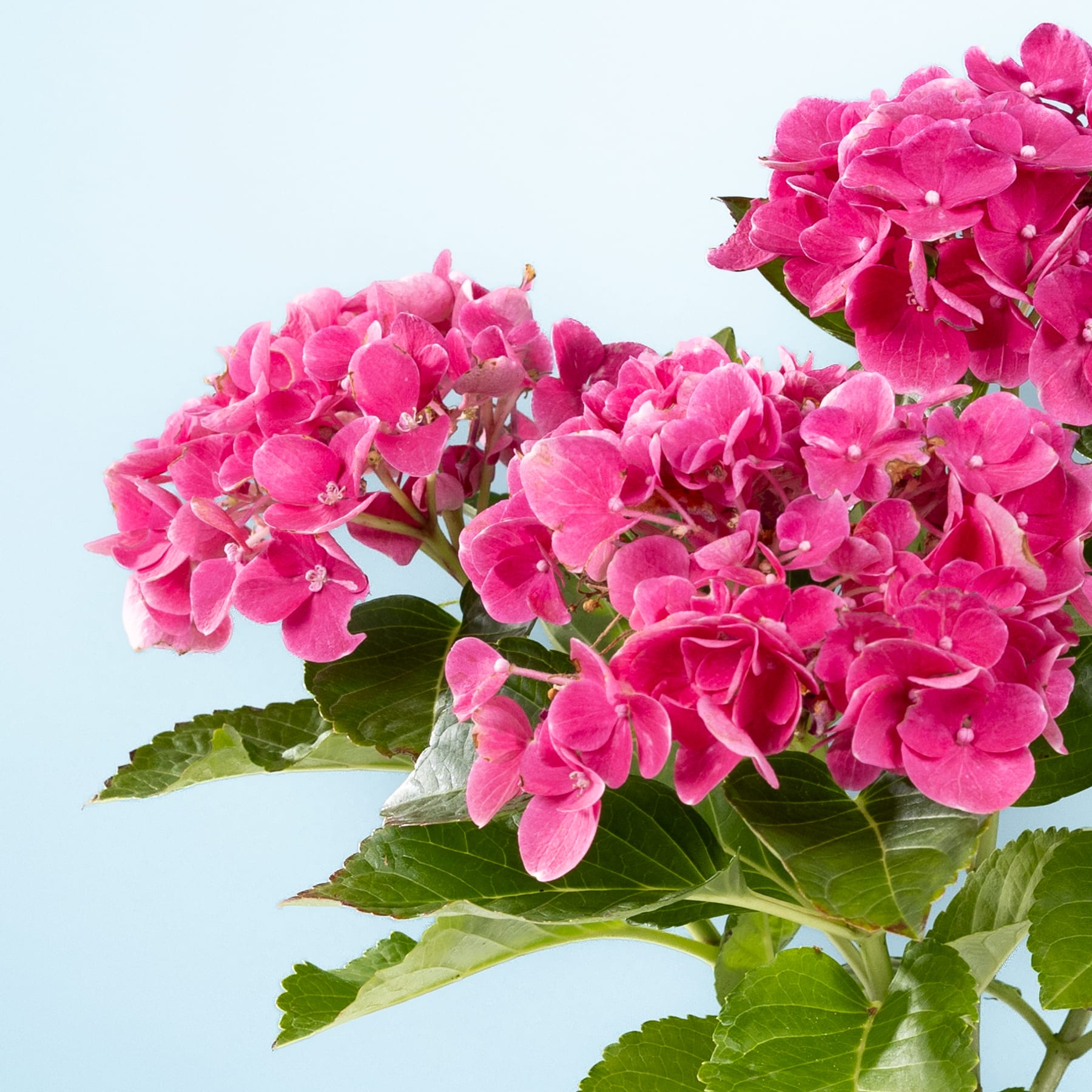 Leuchtend rosa Hortensienblüten in voller Blüte vor einem hellblauen Hintergrund.