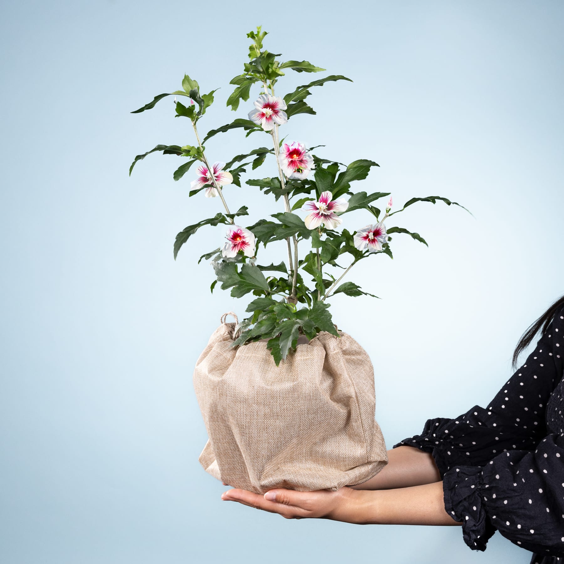 Eine Topfpflanze mit rosa Blüten wird in den Händen einer Person gehalten, die ein schwarz-weiß gepunktetes Hemd vor einem hellblauen Hintergrund trägt.