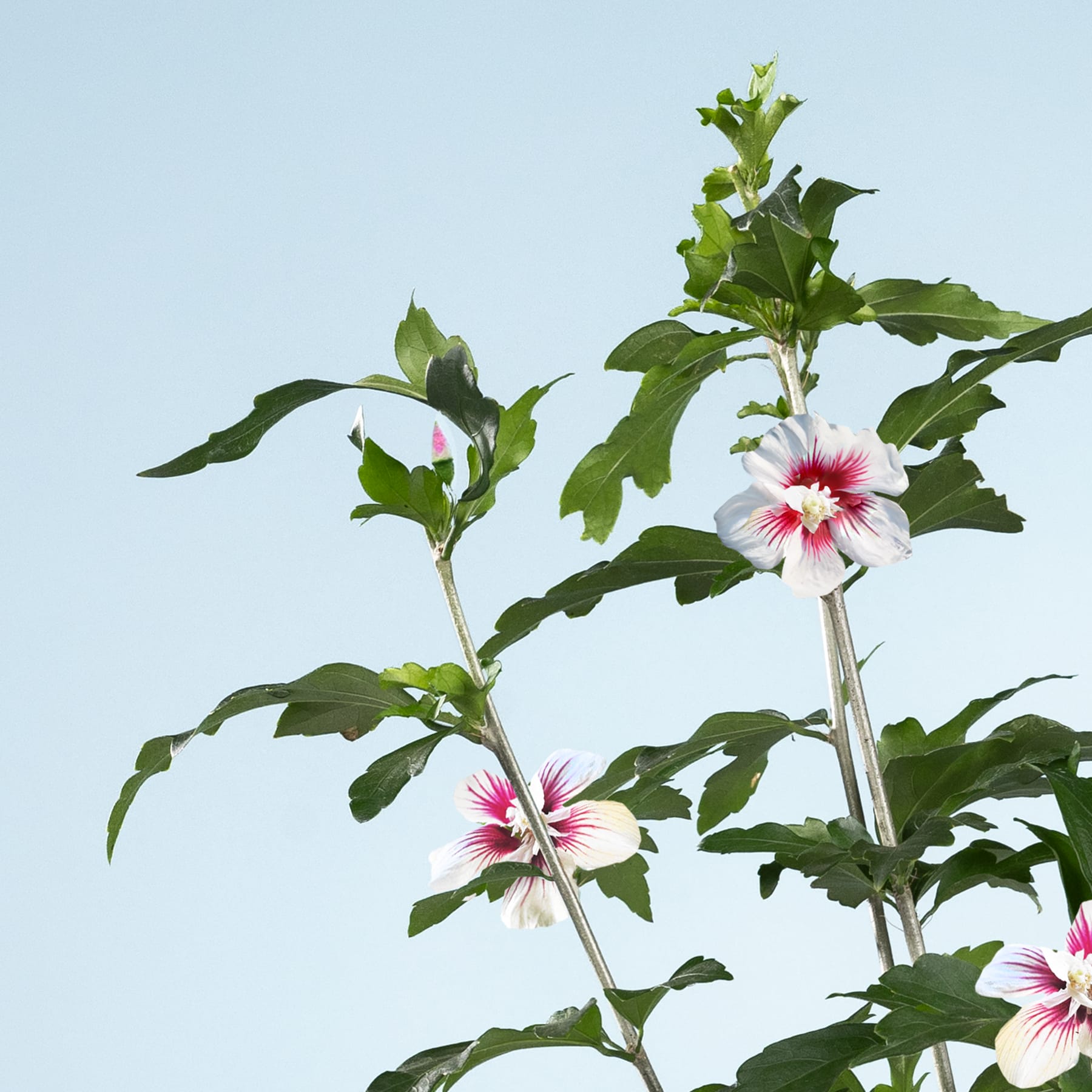 Leuchtend rosa und weiße Hibiskusblüten blühen inmitten üppiger grüner Blätter vor einem klaren blauen Himmel.