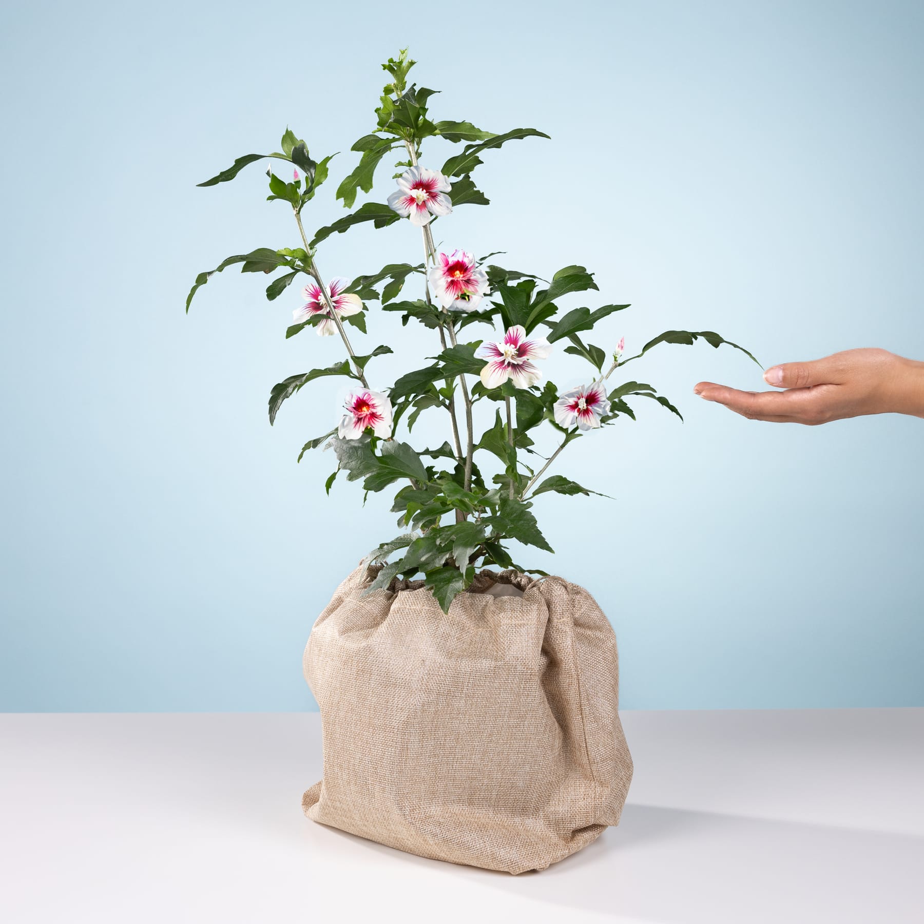 Eine Topfpflanze mit rosa Blüten steht auf einem Tisch vor einem hellblauen Hintergrund, eine Hand streckt sich nach der Pflanze aus.