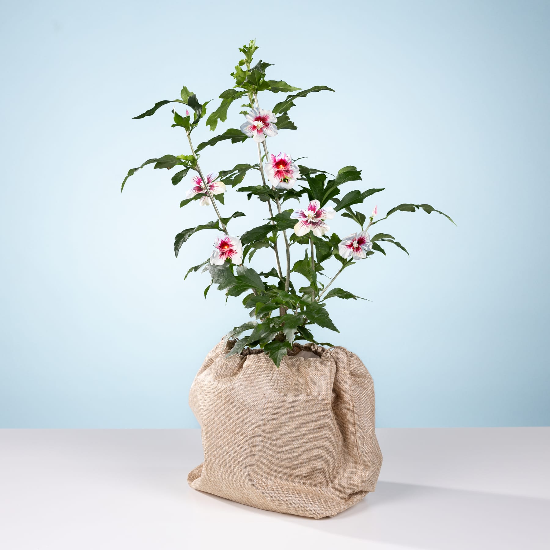 Eine Topfpflanze mit leuchtend rosa und weißen Blüten steht auf einer Holzoberfläche vor einem schlichten blauen Hintergrund.