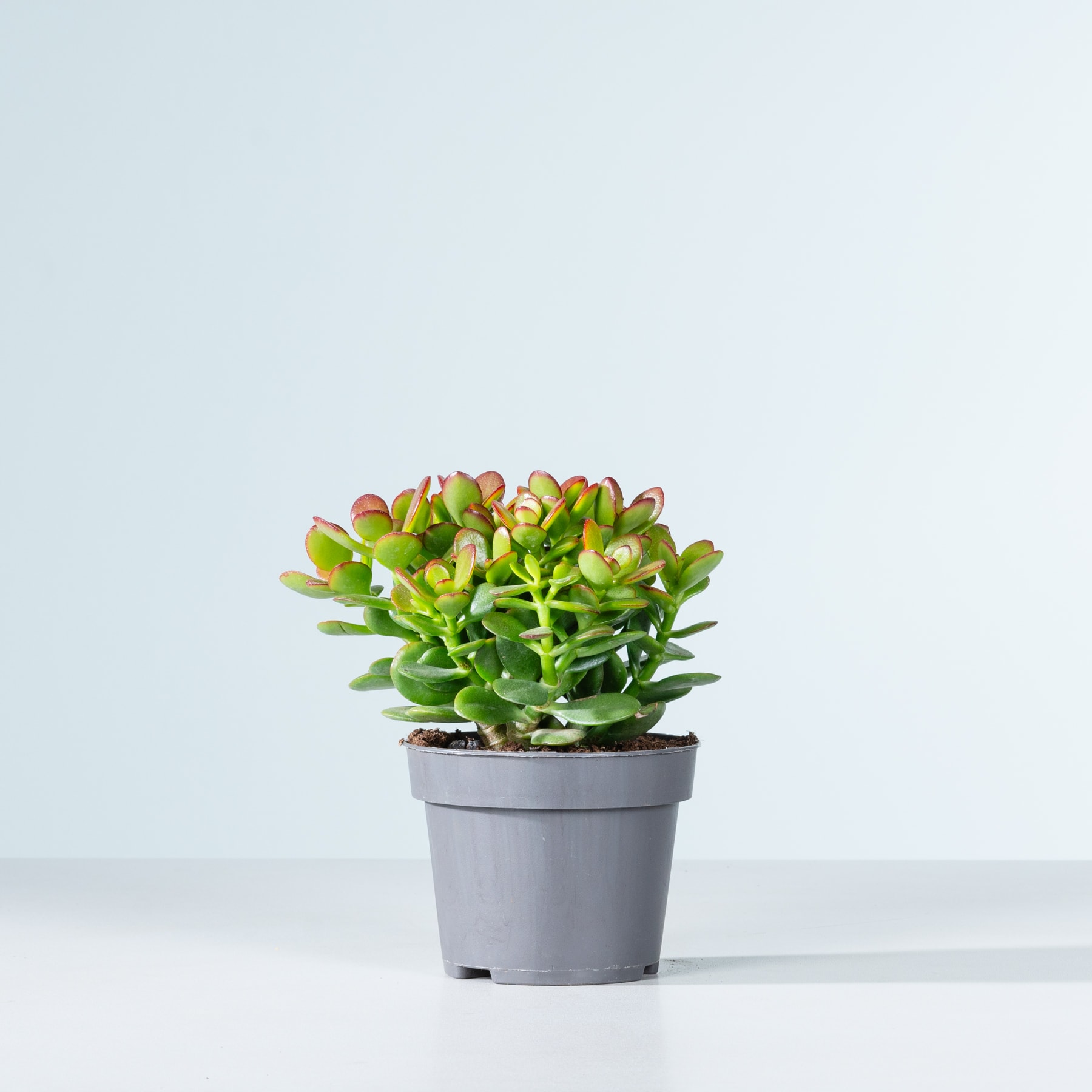 Eine Sukkulente im Topf mit leuchtend grünen Blättern und roten Spitzen steht auf einem schlichten weißen Hintergrund.