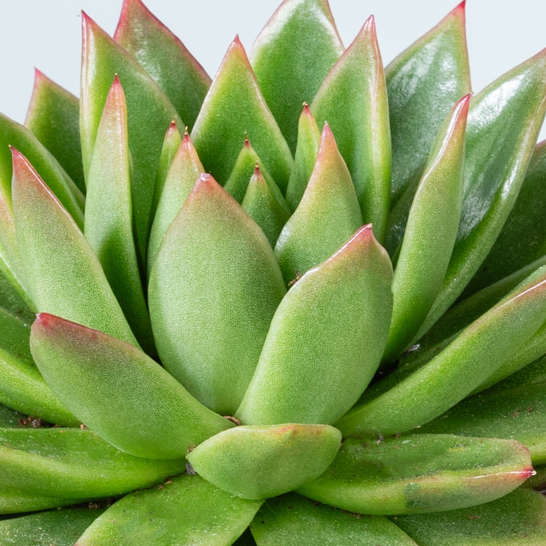Eine Nahaufnahme einer leuchtend grünen Sukkulente mit fleischigen, spitzen Blättern und einem rötlich-rosa Schimmer an den Rändern vor einem unscharfen Hintergrund.
