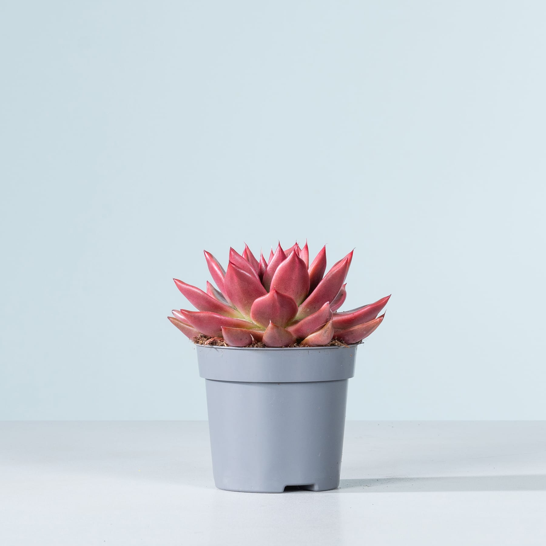 Eine leuchtend rosa Sukkulente steht in einem grauen Topf vor einem schlichten hellblauen Hintergrund.