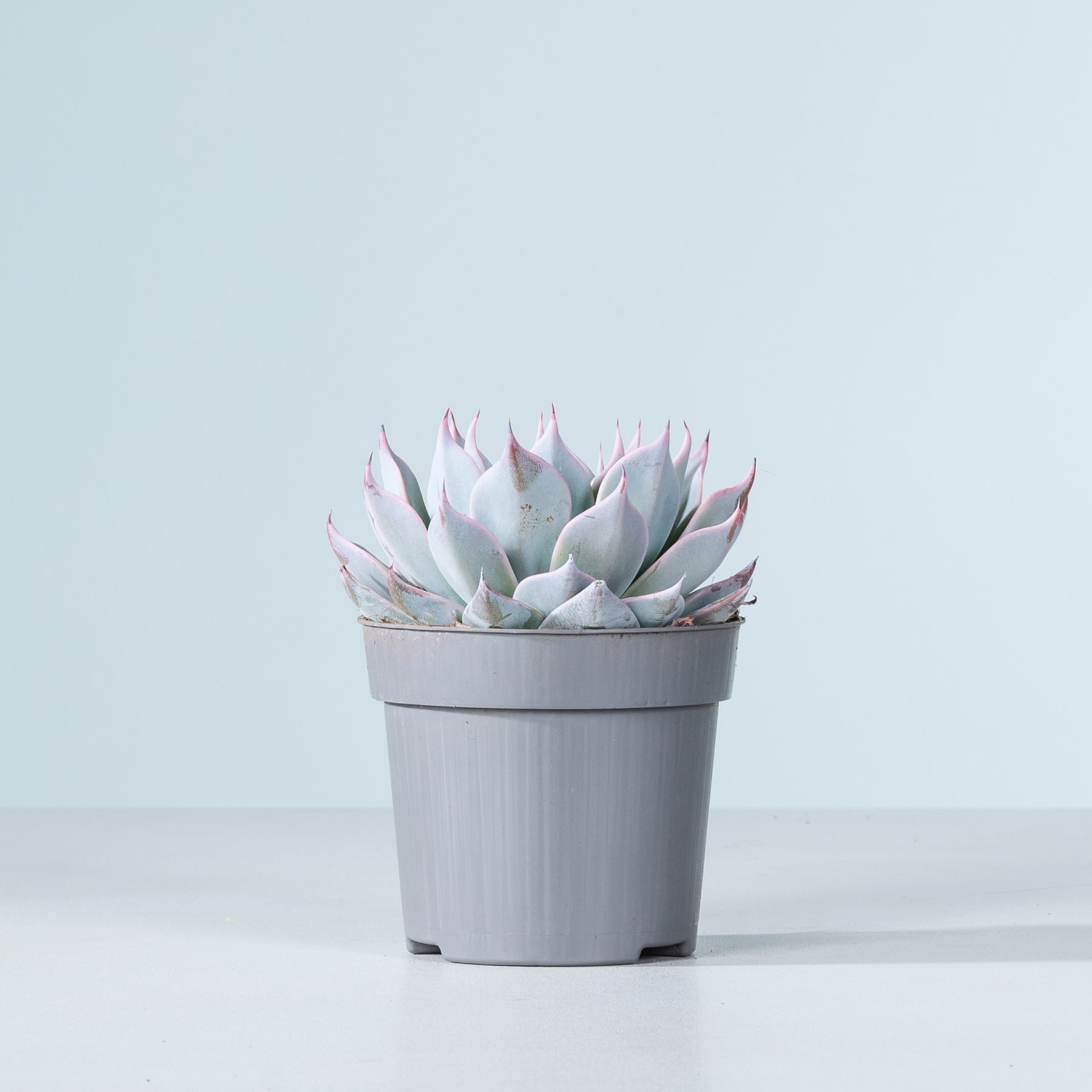 Eine Topfpflanze mit saftigen Blüten und blassrosa und grauen Blättern steht vor einem schlichten hellblauen Hintergrund.