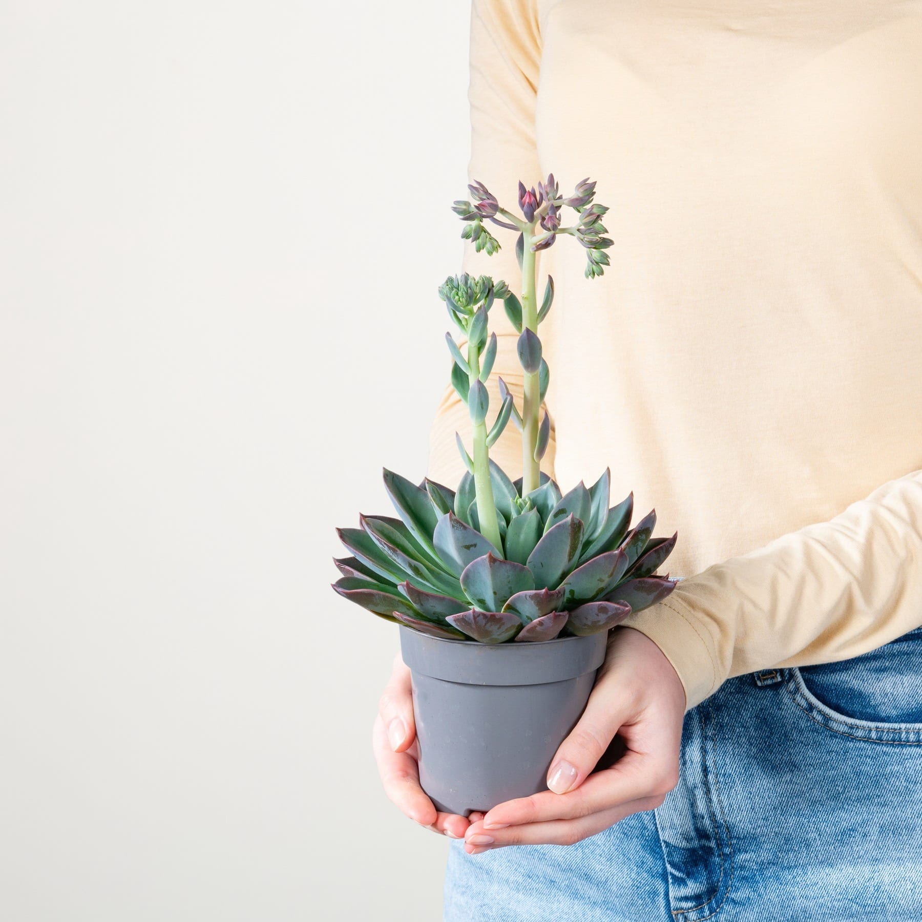 Eine Sukkulente im Topf mit leuchtend grünen und violetten Blättern wird in den Händen einer Person gehalten, die ein beiges Hemd und blaue Jeans vor einem schlichten weißen Hintergrund trägt.