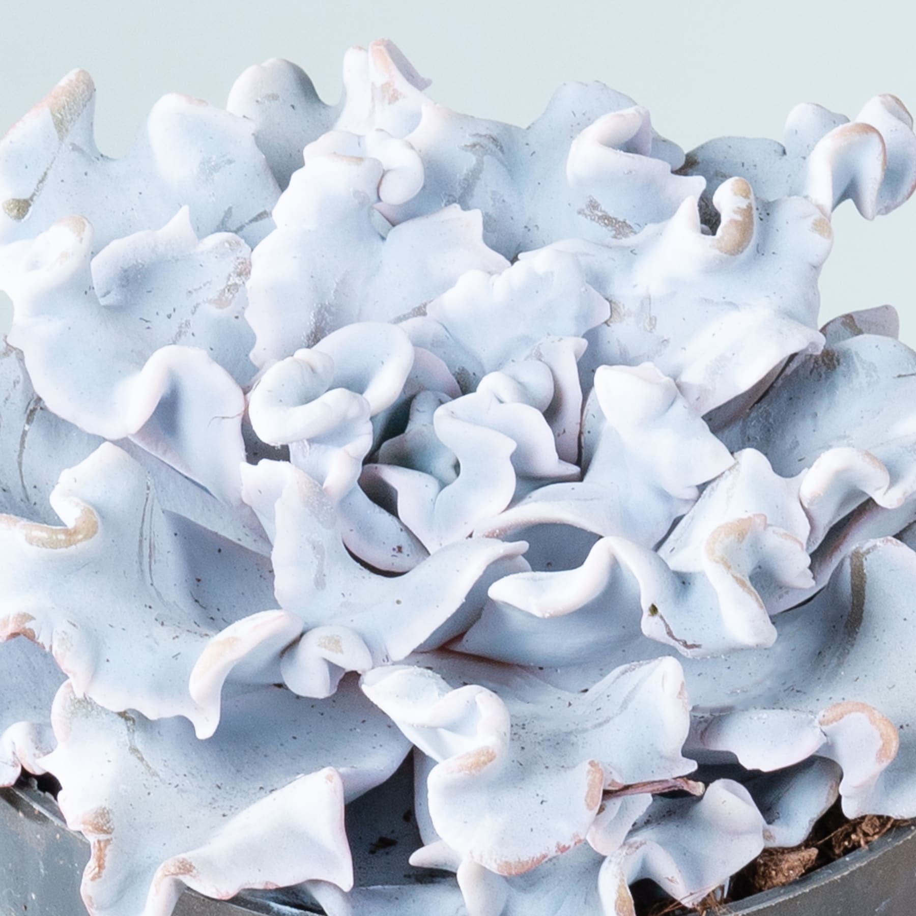 Weiche, flauschige weiße Formen, die an Wolken oder Wattebäusche erinnern, sind über einen hellblauen Hintergrund verstreut und erzeugen eine heitere und ätherische Komposition.