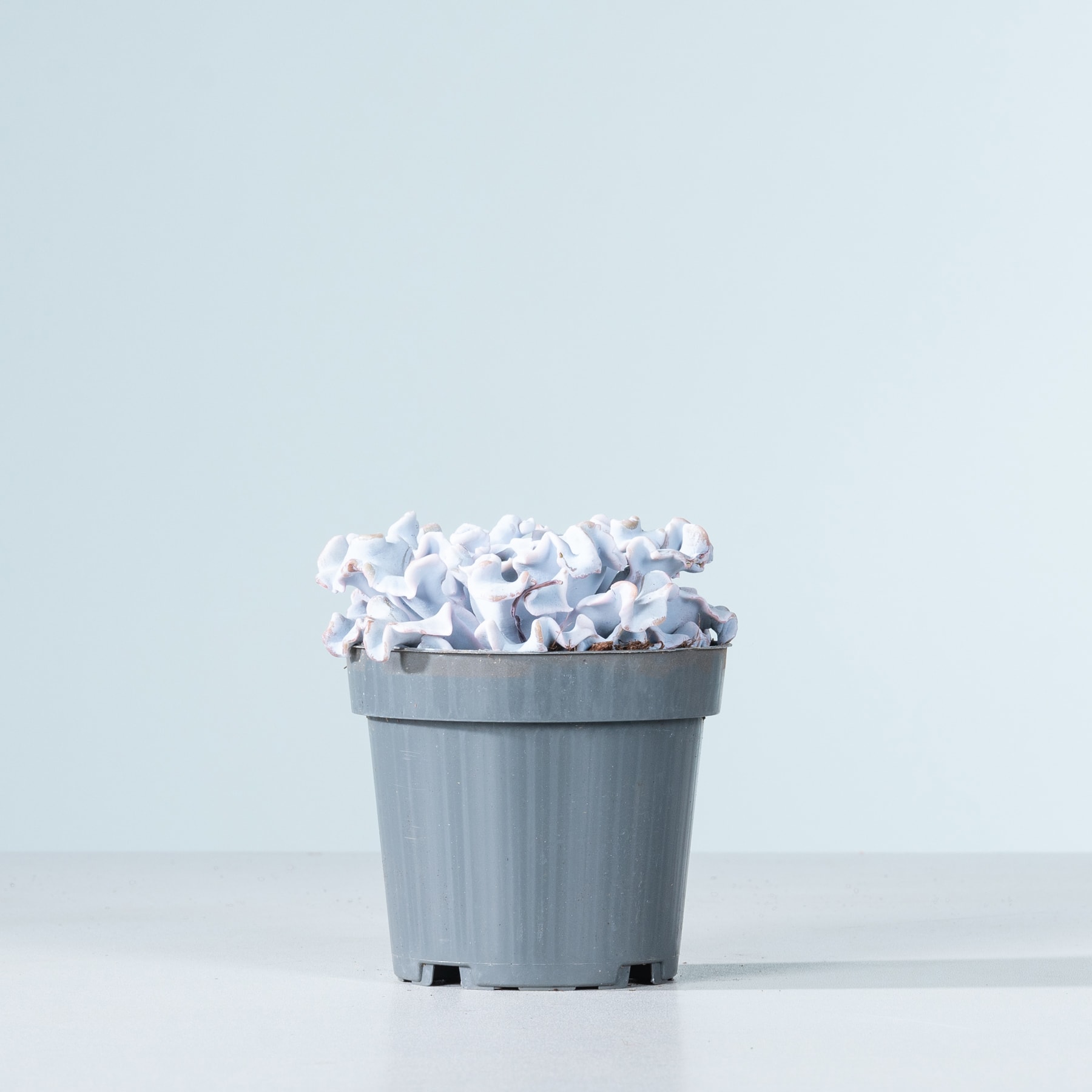 Auf einem hellblauen Hintergrund steht ein grauer Mülleimer voller zerknülltem weißem Papier.