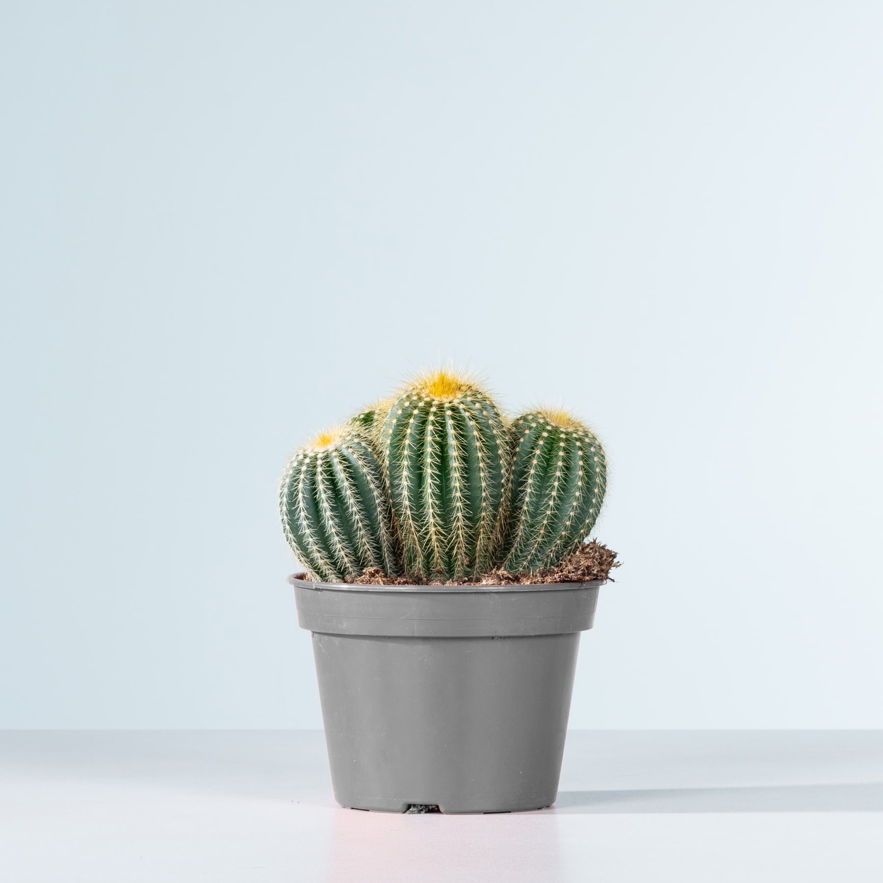 Ein Topfkaktus mit scharfen, grünen Stacheln und gelben Blüten steht auf einem schlichten, hellen Hintergrund.
