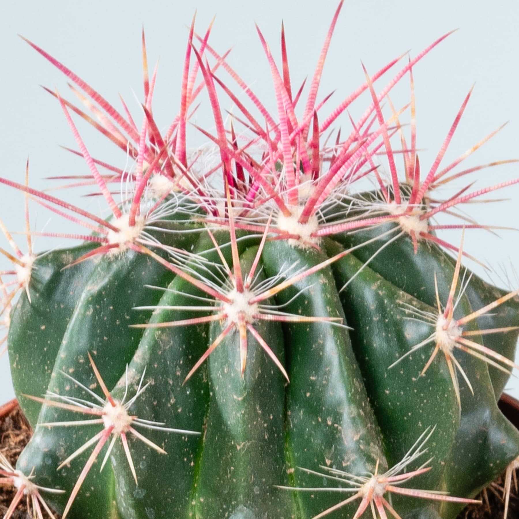Ein leuchtend grüner Kaktus mit zahlreichen scharfen, rosafarbenen Stacheln ragt aus einem schlichten Hintergrund hervor.