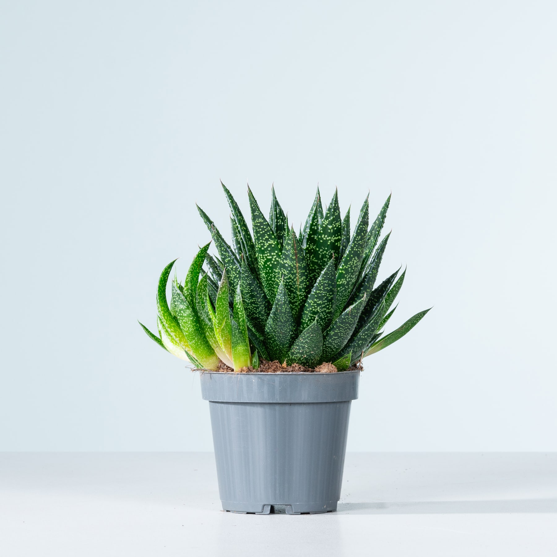 Eine Topfpflanze mit saftigen grünen Blättern steht vor einem schlichten weißen Hintergrund.