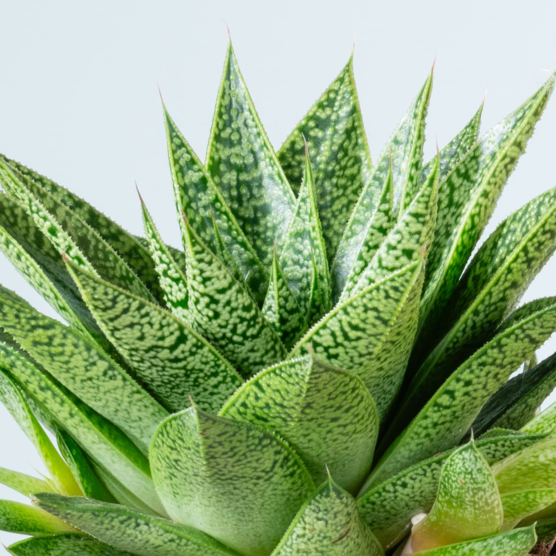 Leuchtend grüne Aloe-Vera-Blätter mit komplizierten Mustern und Texturen füllen den Rahmen vor einem schlichten Hintergrund.