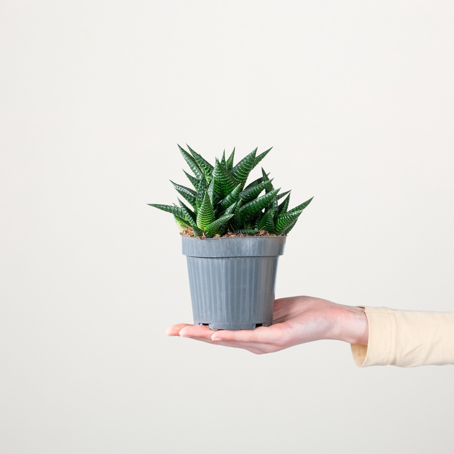 Eine Hand hält eine Sukkulente im Topf mit leuchtend grünen Blättern vor einem schlichten weißen Hintergrund.