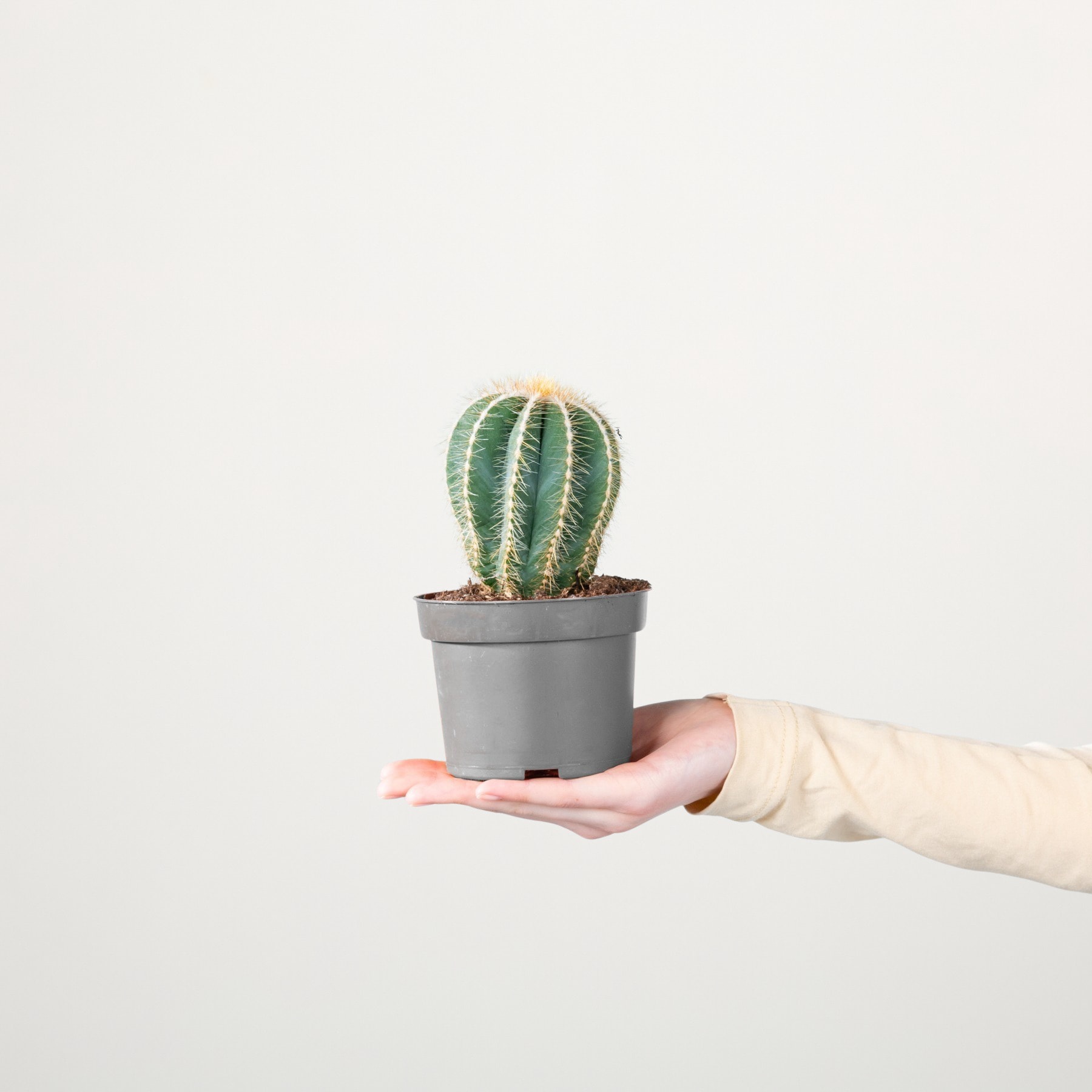 Eine Hand hält eine Topfkaktuspflanze vor einem schlichten weißen Hintergrund.