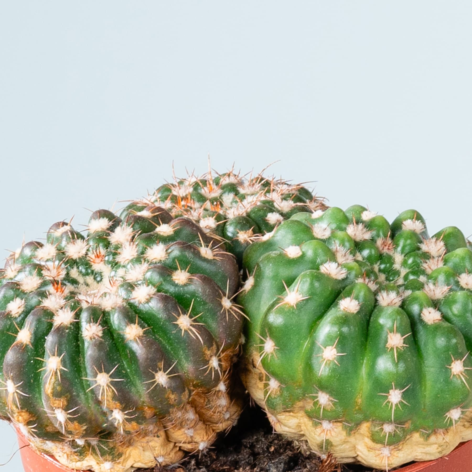 Eine Nahaufnahme einer Gruppe grüner, stacheliger Kakteen mit gelben Blüten, die vor einem hellblauen Hintergrund blühen.