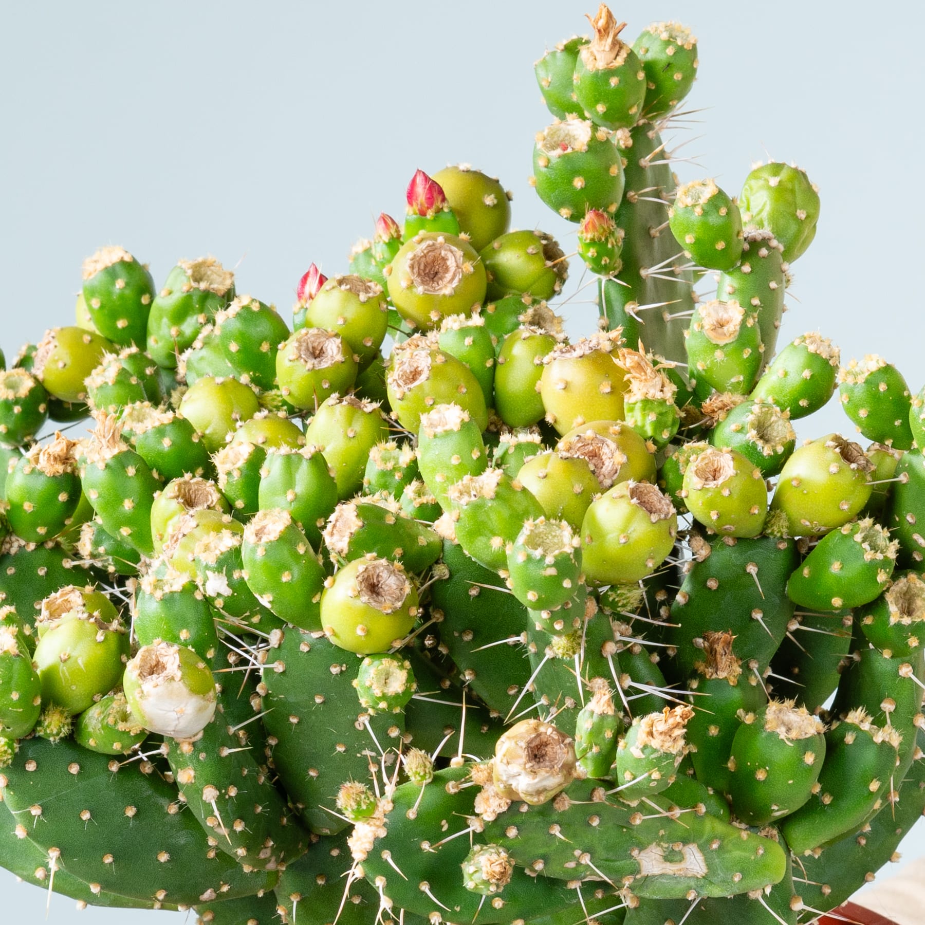 Eine leuchtend grüne Kaktuspflanze mit zahlreichen runden, fleischigen Blütenblättern und kleinen weißen Blüten, die zwischen den Stacheln blühen, vor einem schlichten hellblauen Hintergrund.