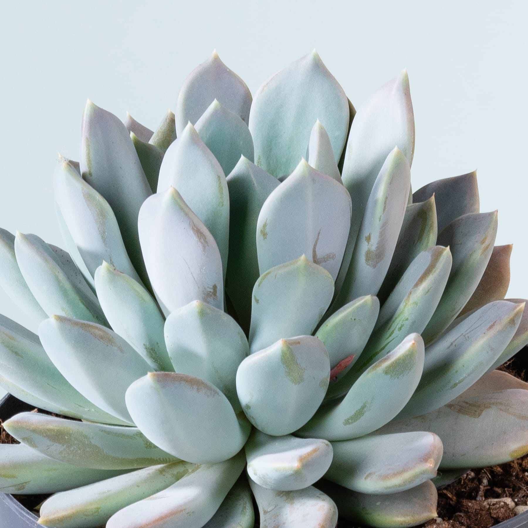 Eine Nahaufnahme einer üppigen, lebendigen Sukkulente mit hellgrünen, fleischigen Blättern, die in einem auffälligen, geometrischen Muster vor einem schlichten, hellen Hintergrund angeordnet sind.